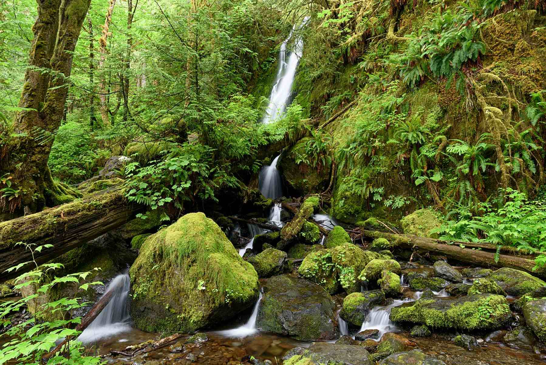 11-mind-blowing-facts-about-quinault-rainforest