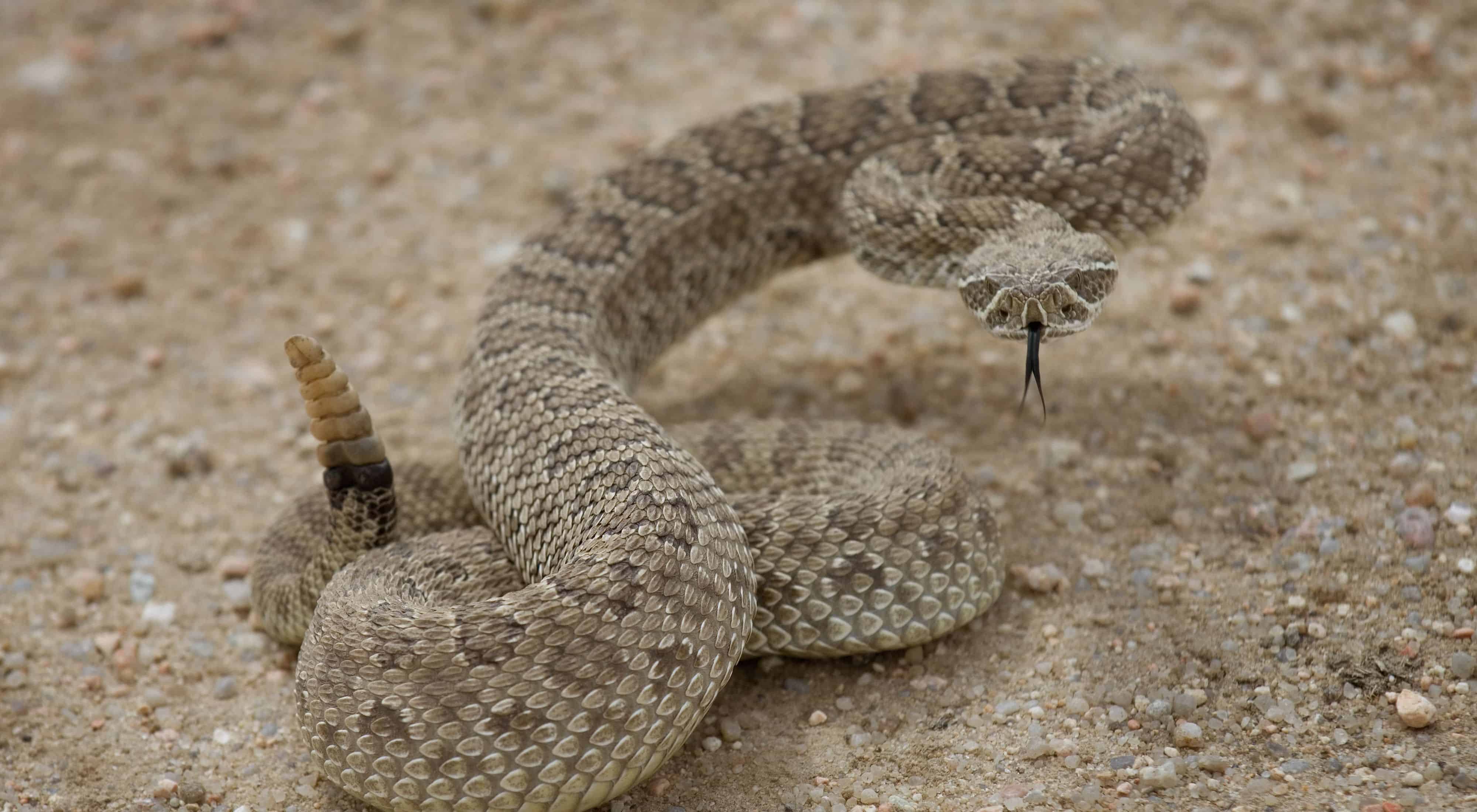 11-mind-blowing-facts-about-rattlesnake