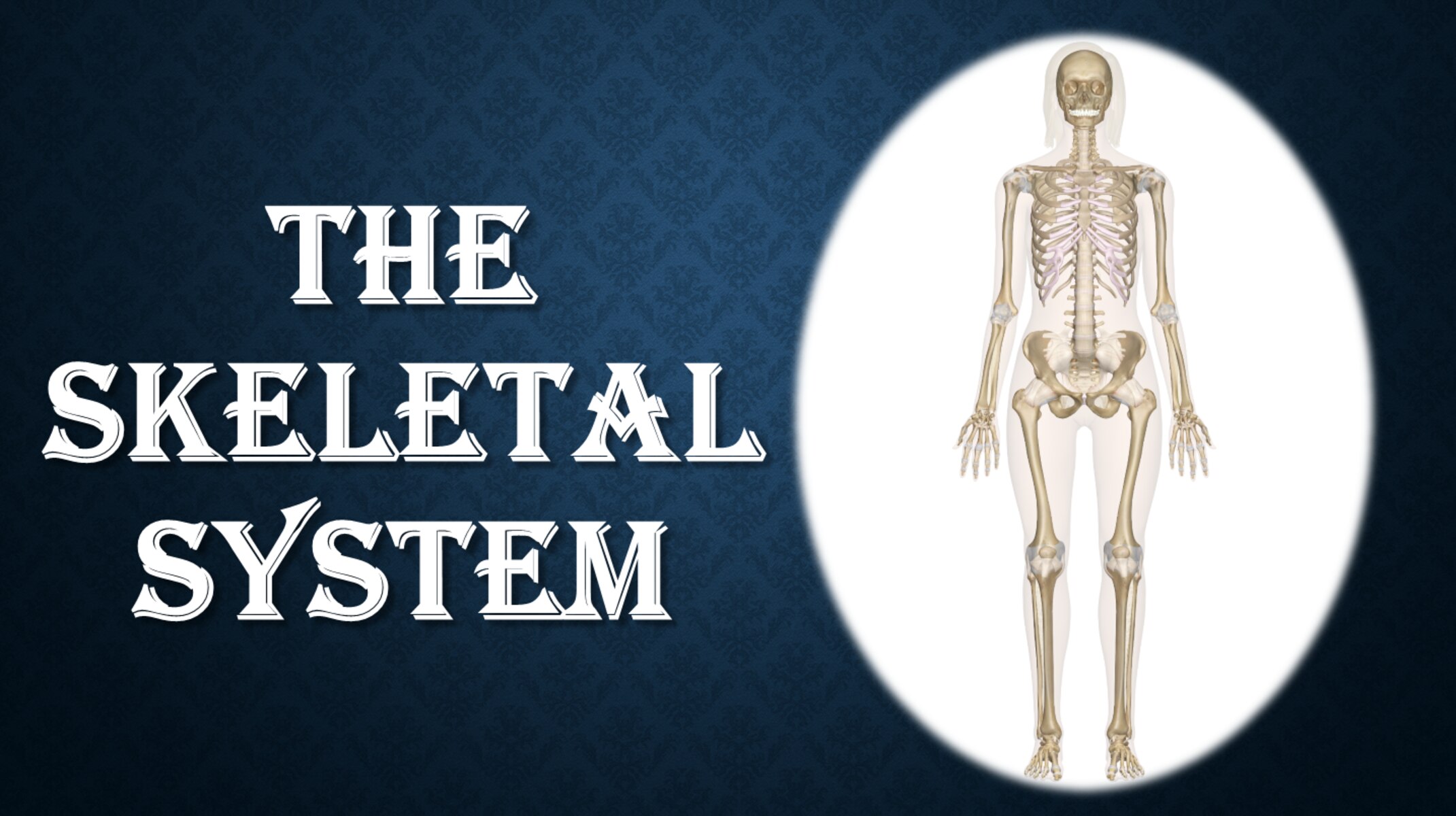 11-mind-blowing-facts-about-skeletal-system