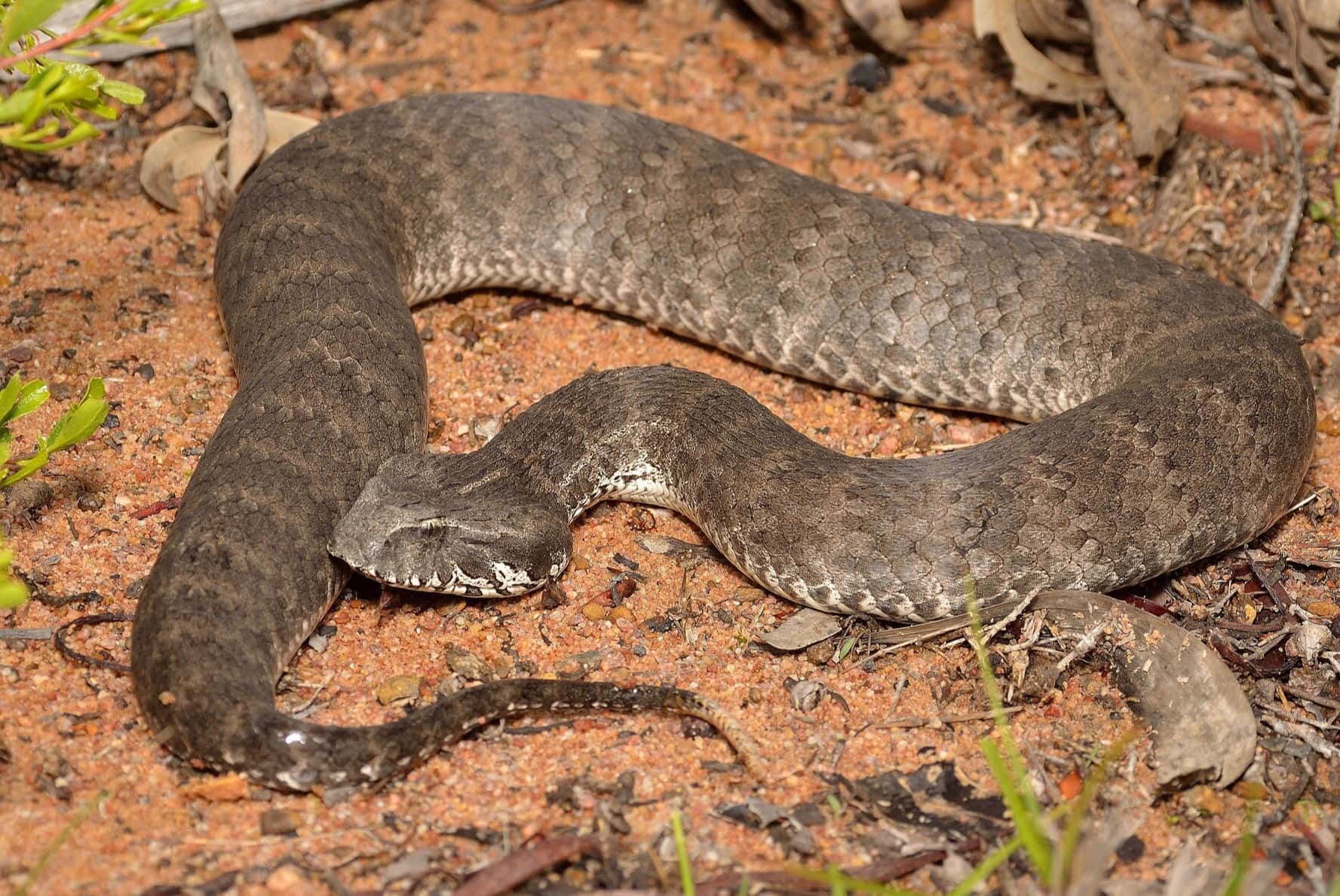 11-mind-blowing-facts-about-southern-death-adder