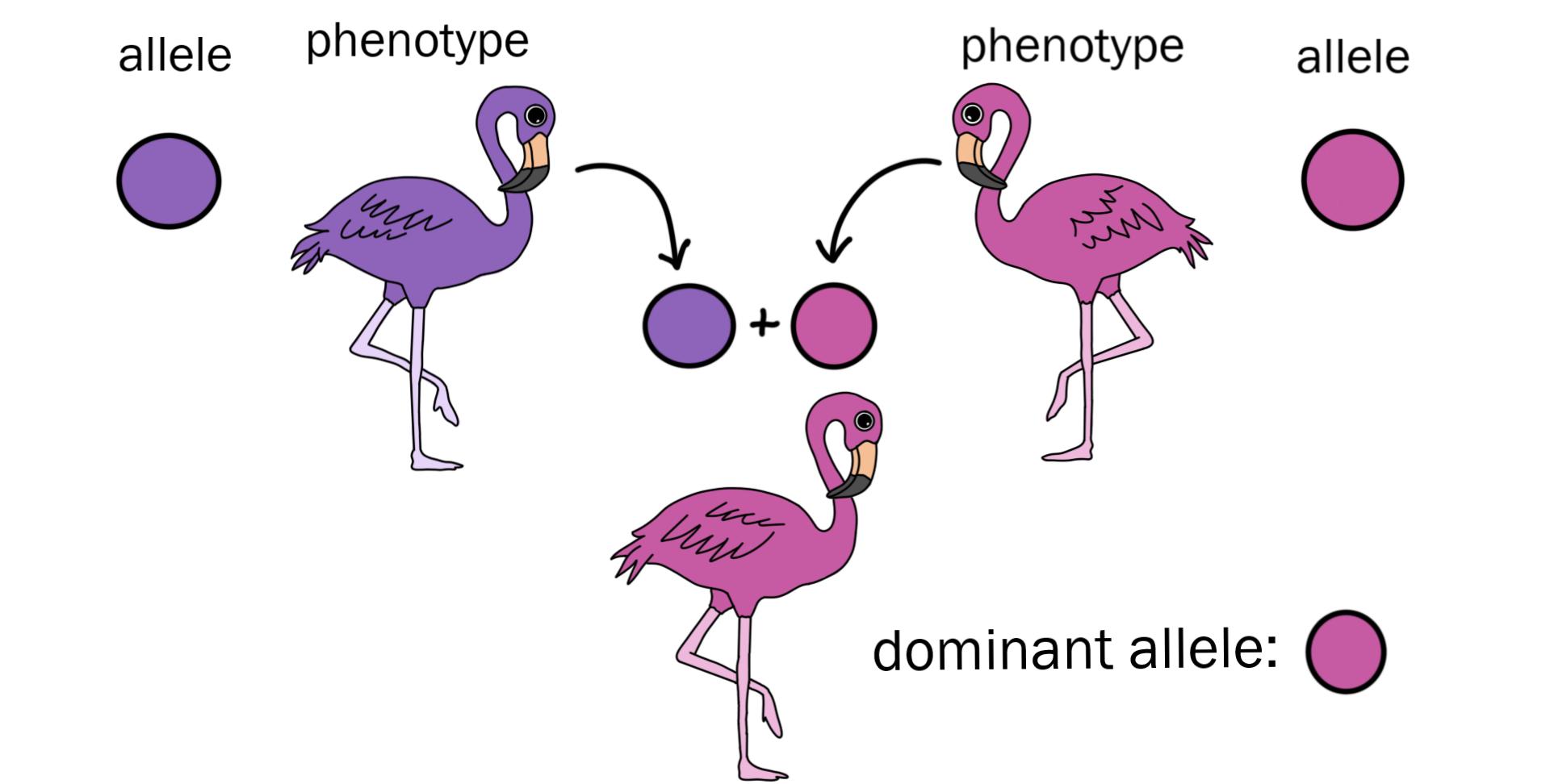 11-surprising-facts-about-dominant-alleles