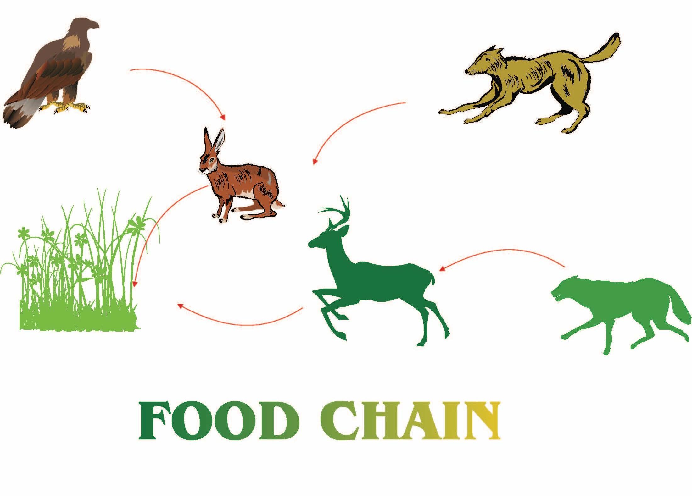 Food Chains With Humans