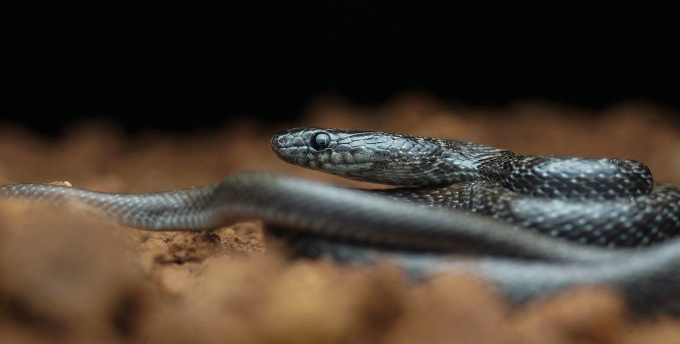 11-surprising-facts-about-indian-smooth-snake