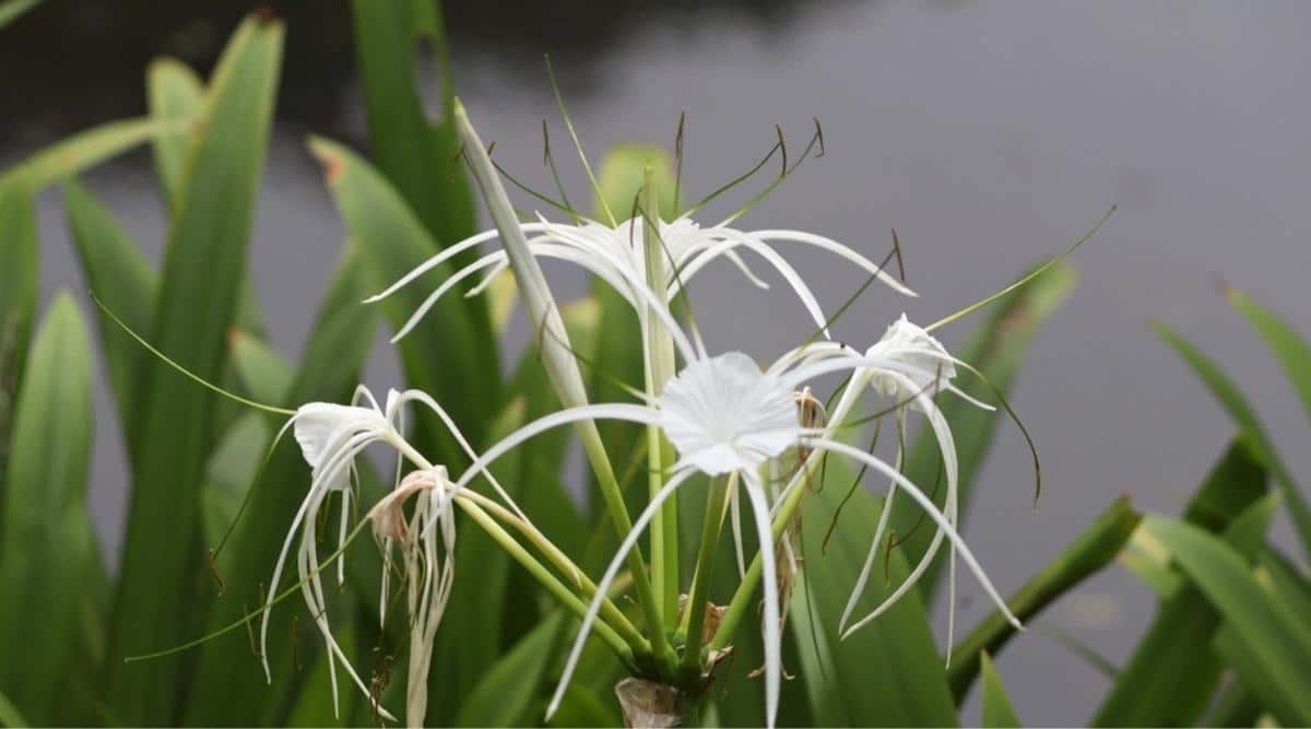 11-surprising-facts-about-spider-lily