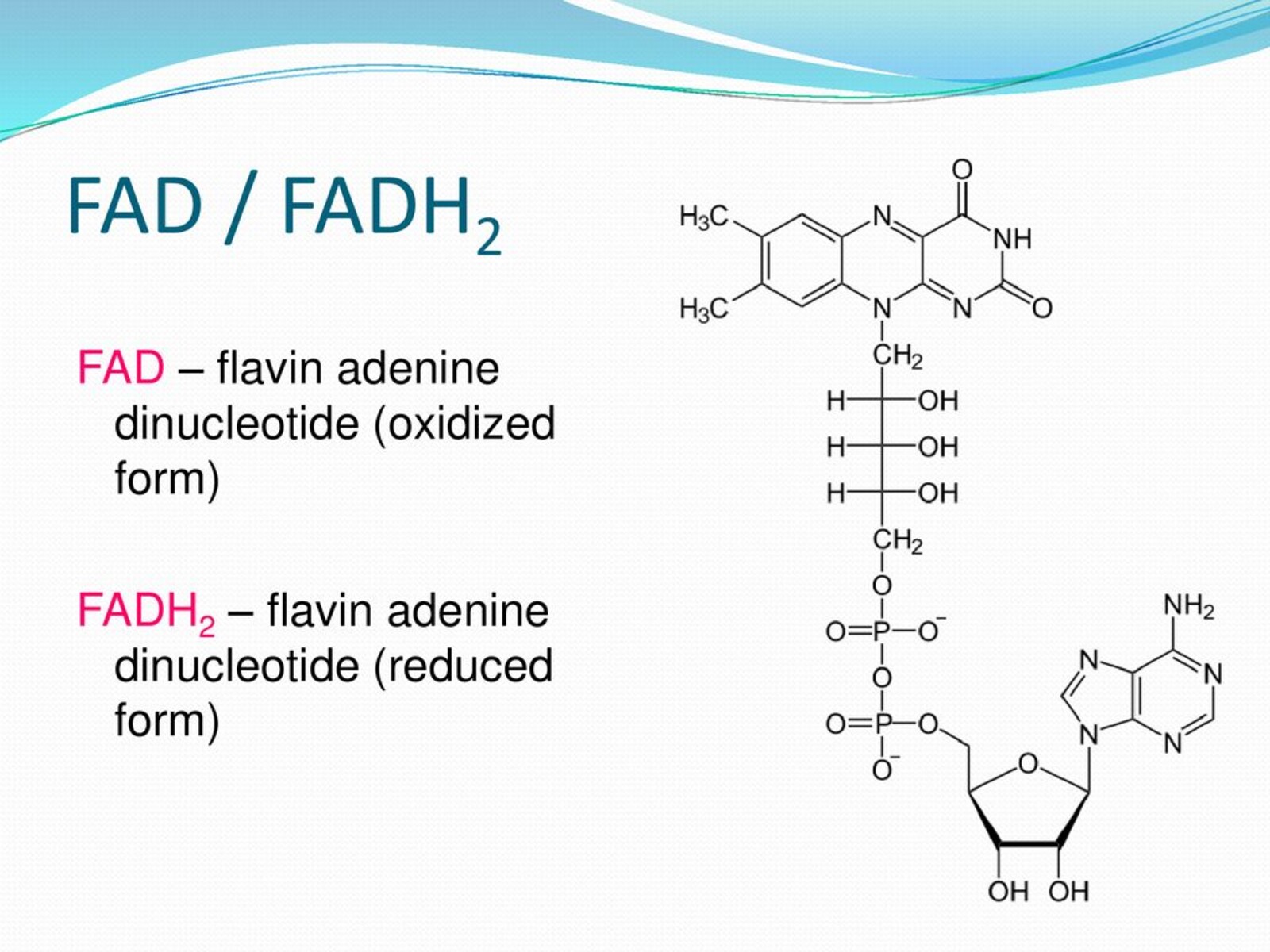 11-unbelievable-facts-about-fad-flavin-adenine-dinucleotide