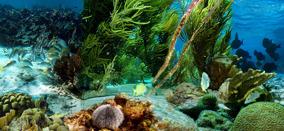 12-astonishing-facts-about-bonaire-national-marine-park