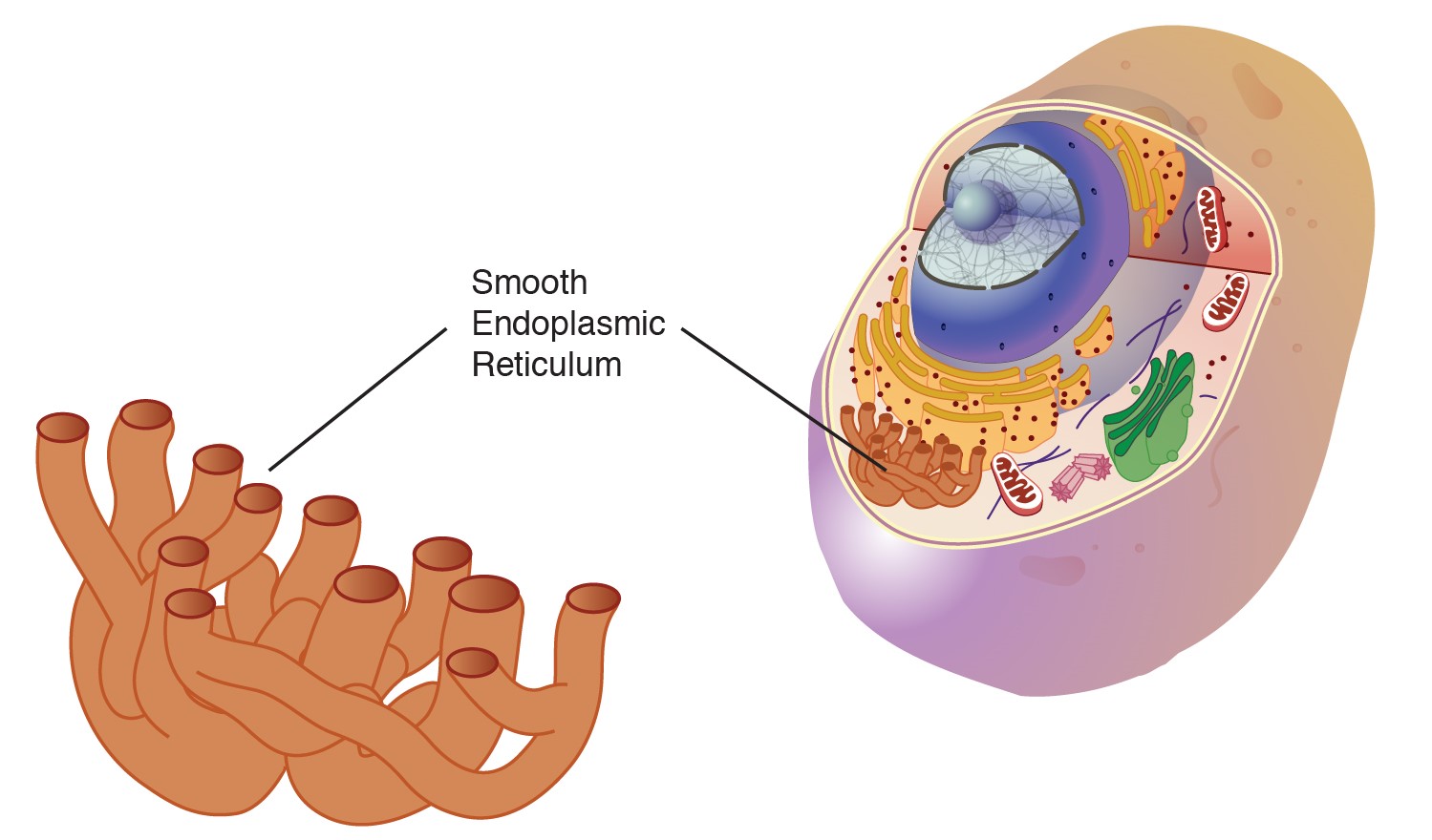 12-astonishing-facts-about-endoplasmic-reticulum