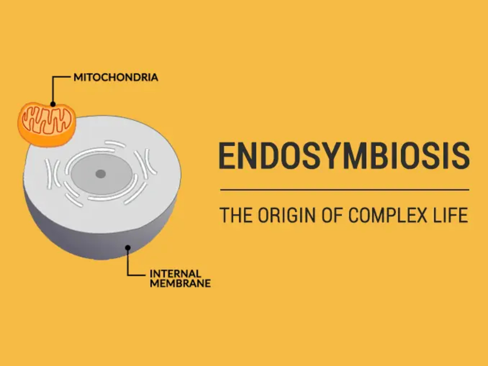 12-astonishing-facts-about-endosymbiosis