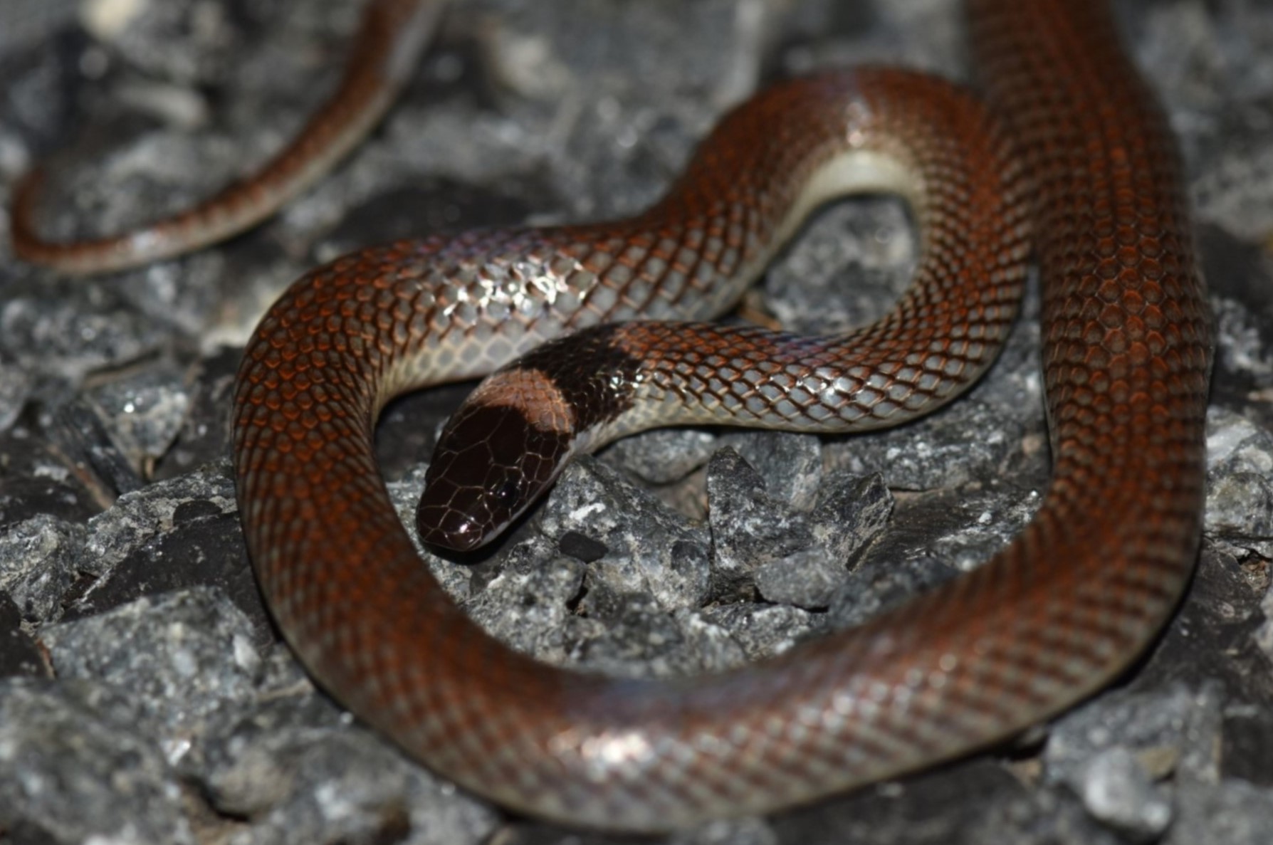 Red-naped snake - Students, Britannica Kids