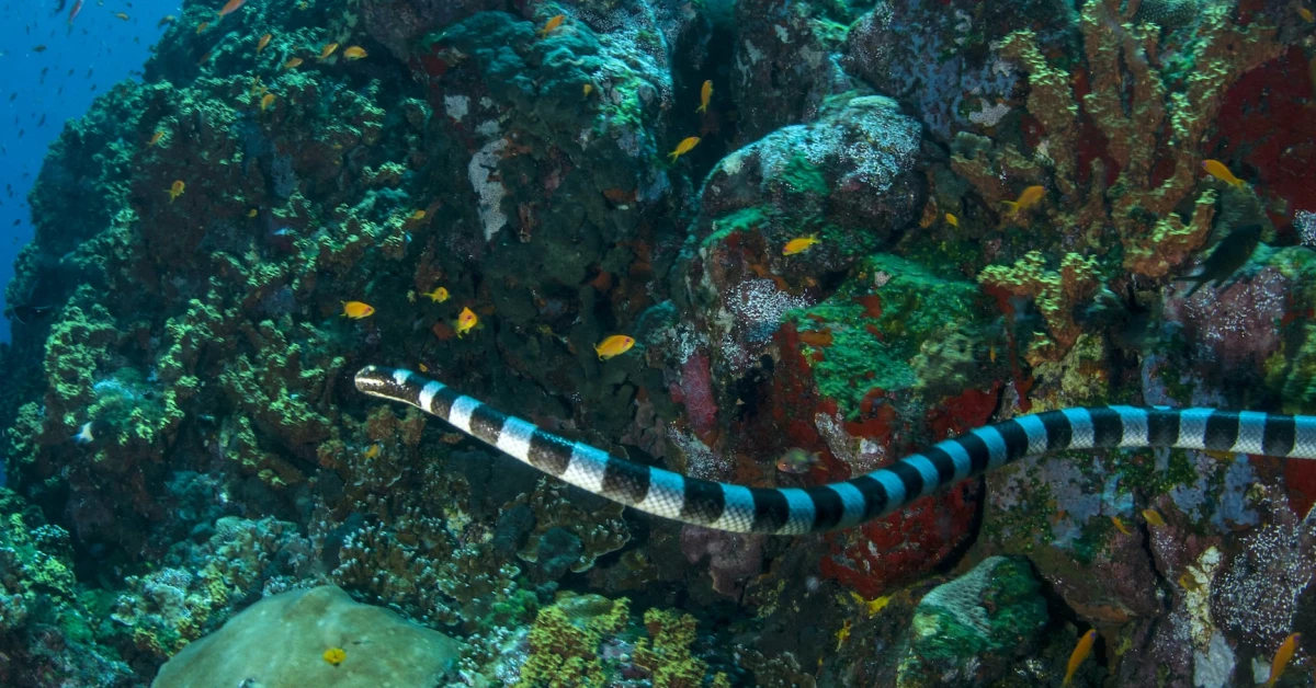12-astounding-facts-about-yellow-lipped-sea-krait