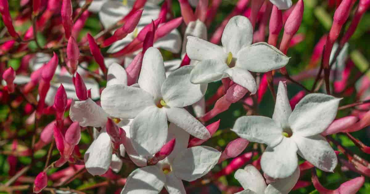12-captivating-facts-about-pink-jasmine