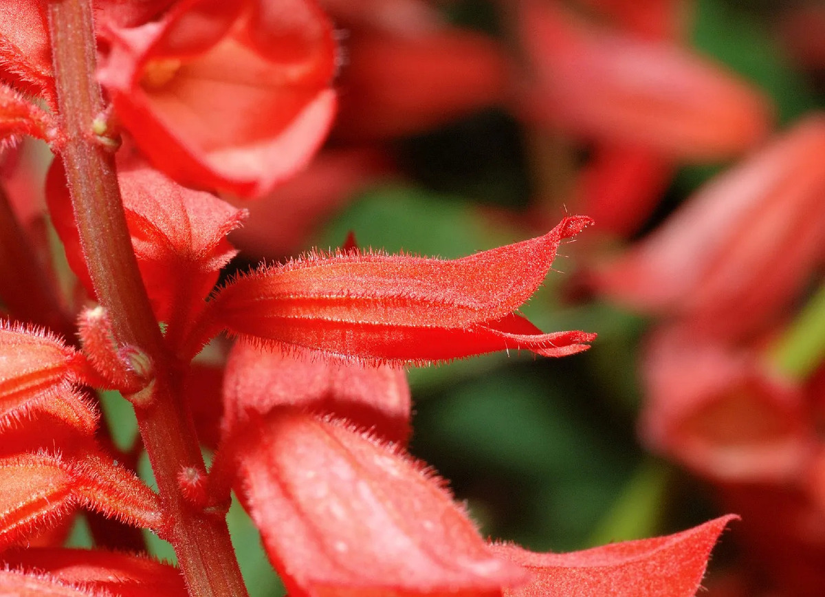 12-captivating-facts-about-scarlet-sage