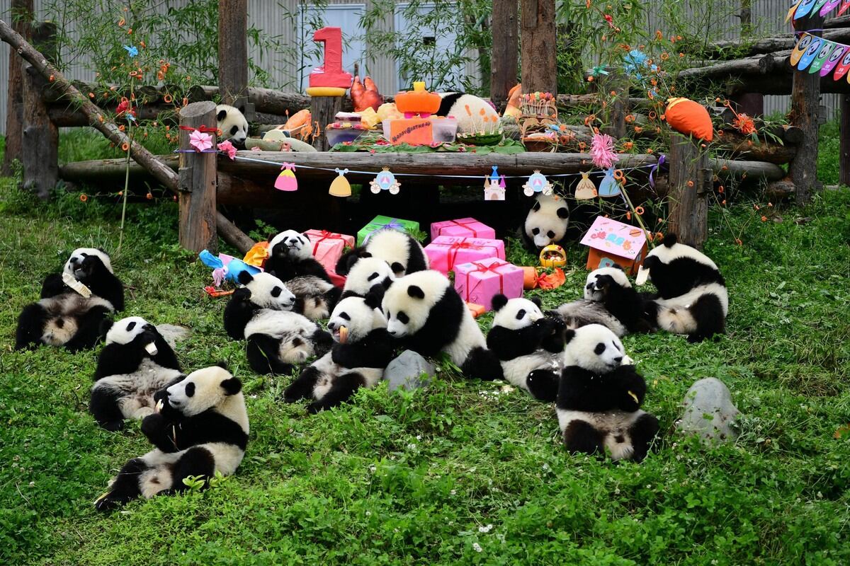 12-enigmatic-facts-about-chengdu-research-base-of-giant-panda-breeding