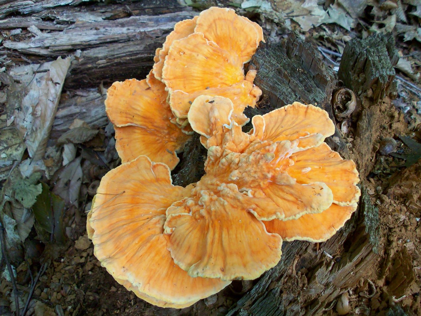 12-enigmatic-facts-about-fungi-taxonomy