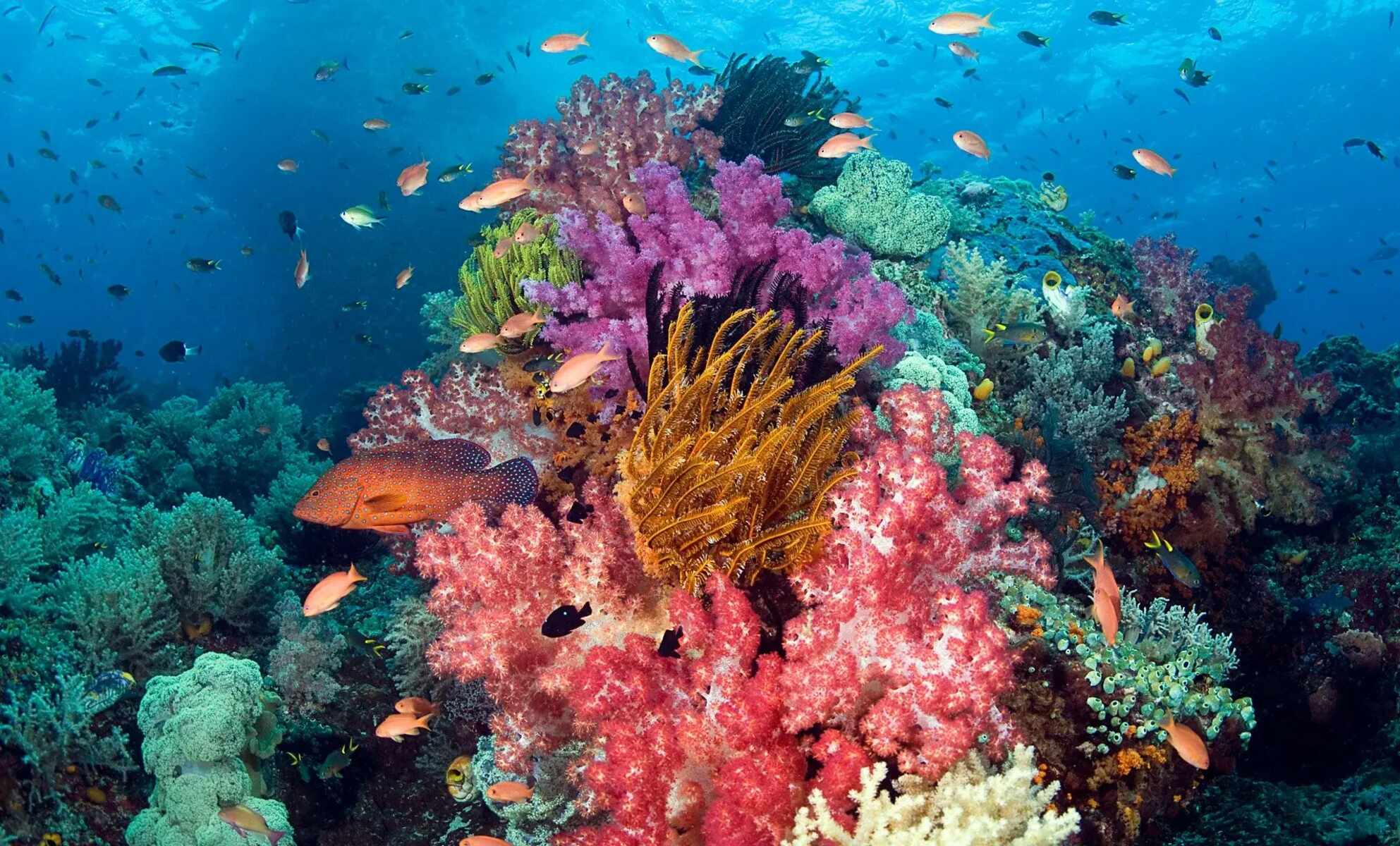 12-enigmatic-facts-about-hawaiis-coral-reefs