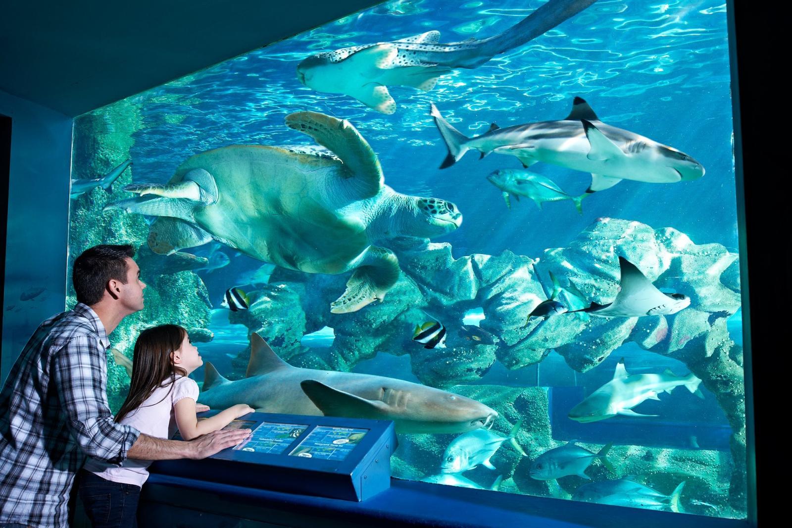 12-enigmatic-facts-about-oceanarium-bournemouth