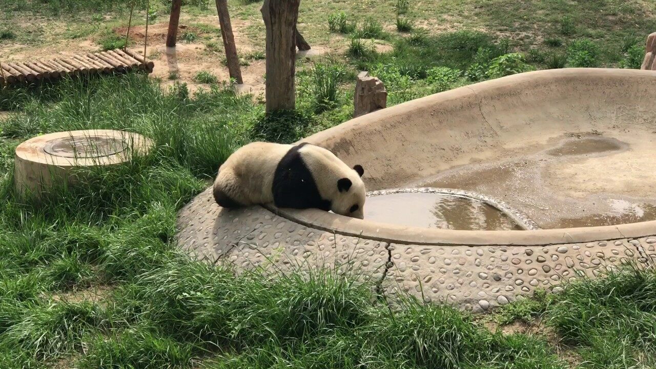 12-extraordinary-facts-about-shijiazhuang-zoo