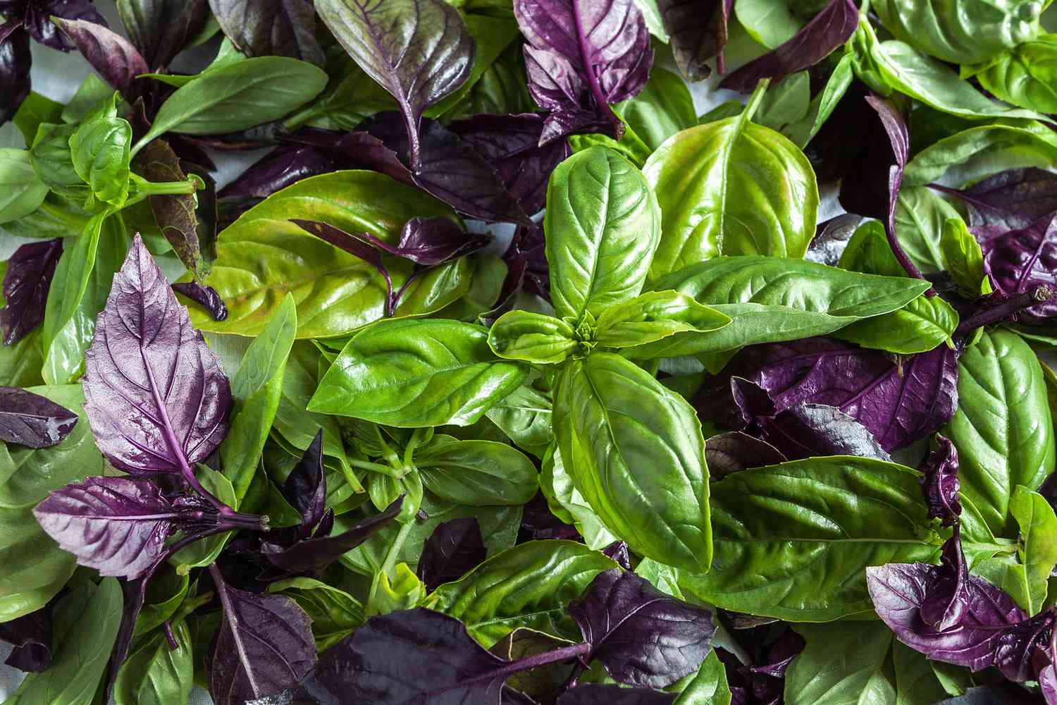 12-facts-about-basil
