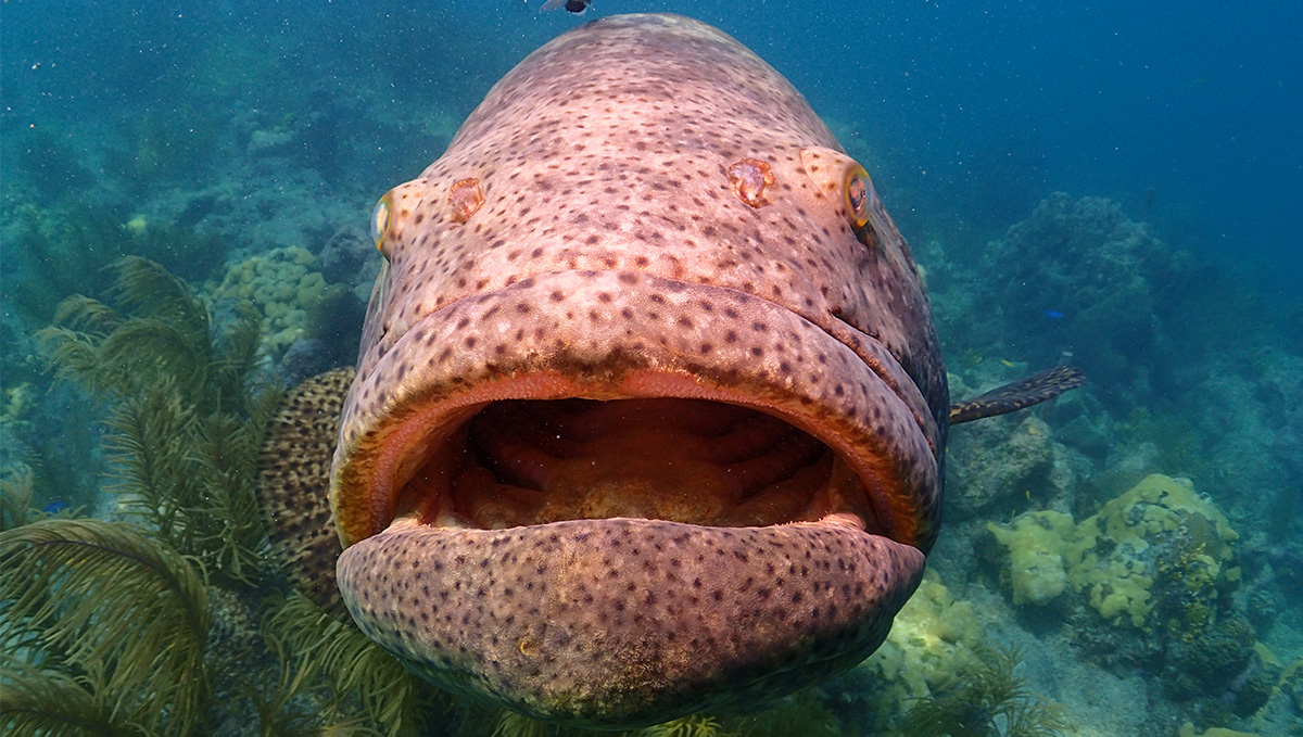 12-facts-about-jewfish