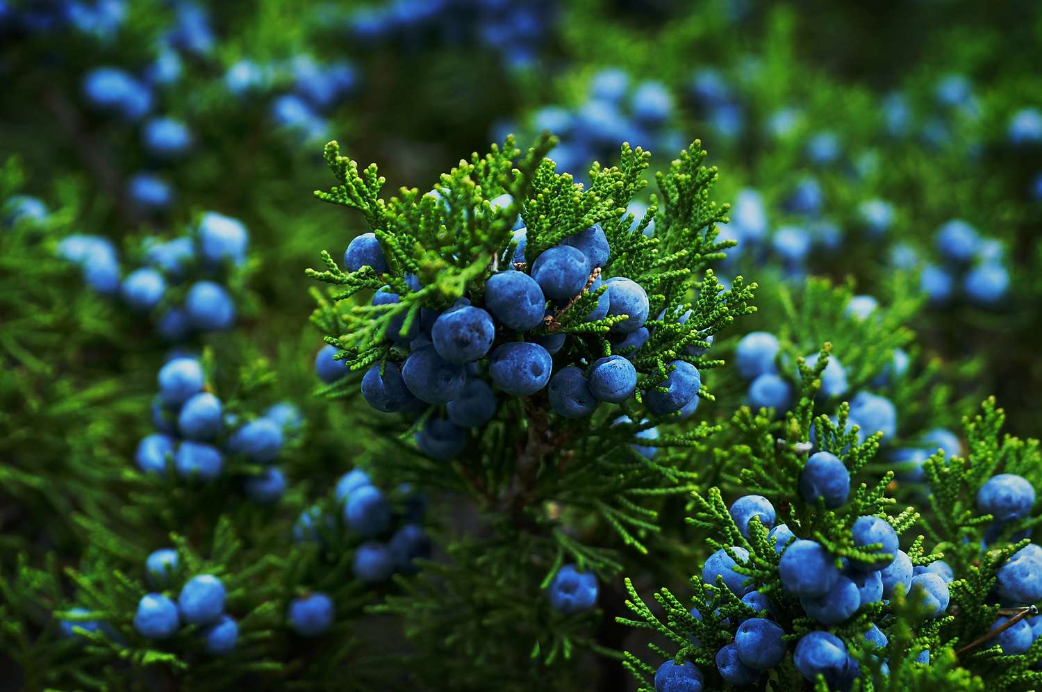 12 Facts About Juniper Berries - Facts.net