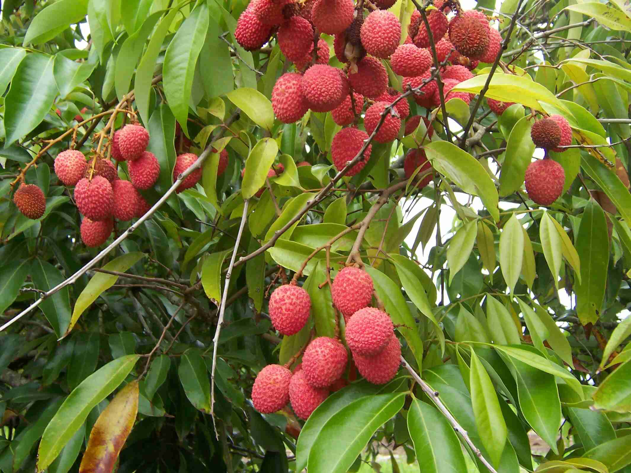 12-facts-about-lychees