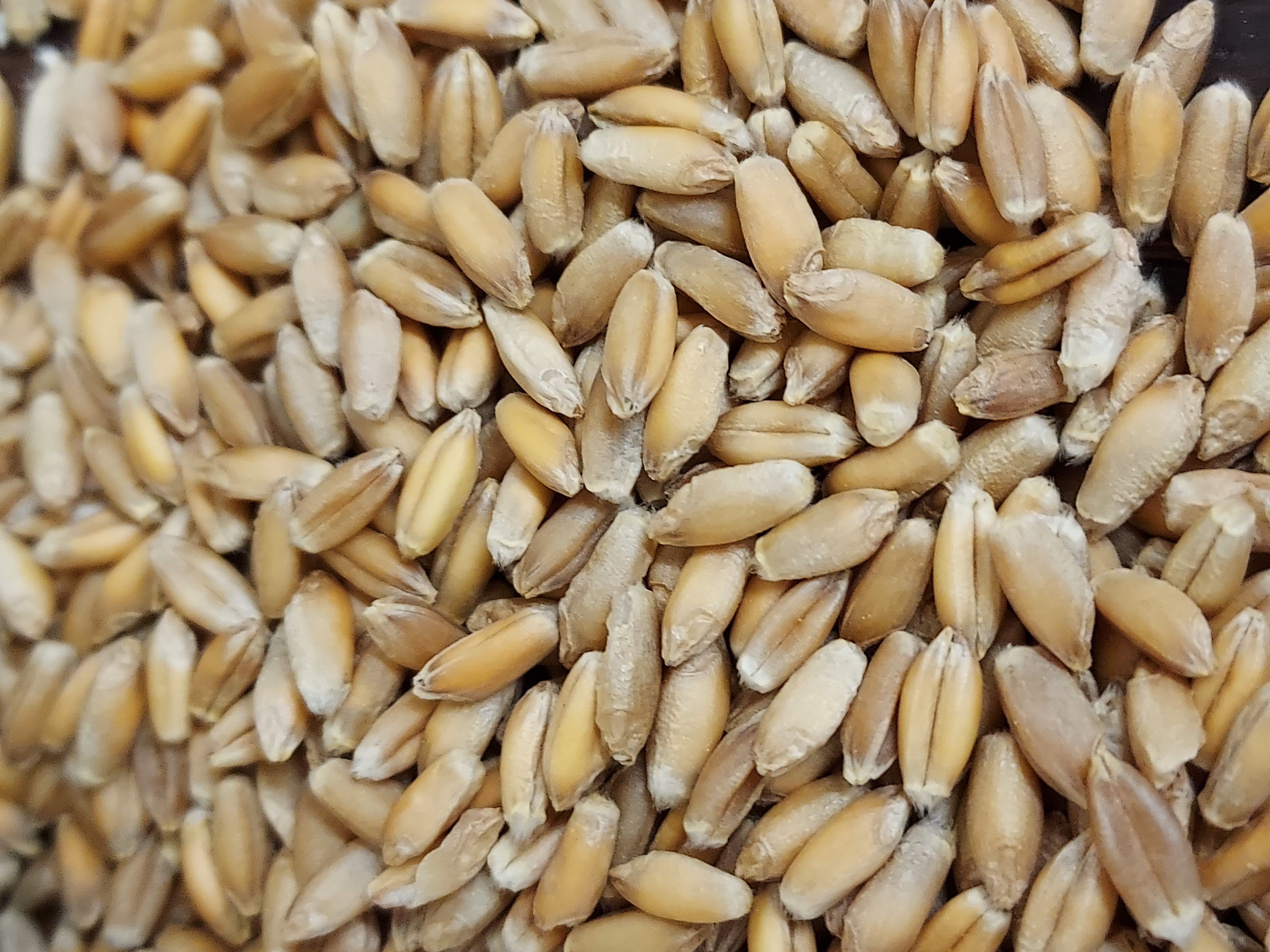12-facts-about-triticale