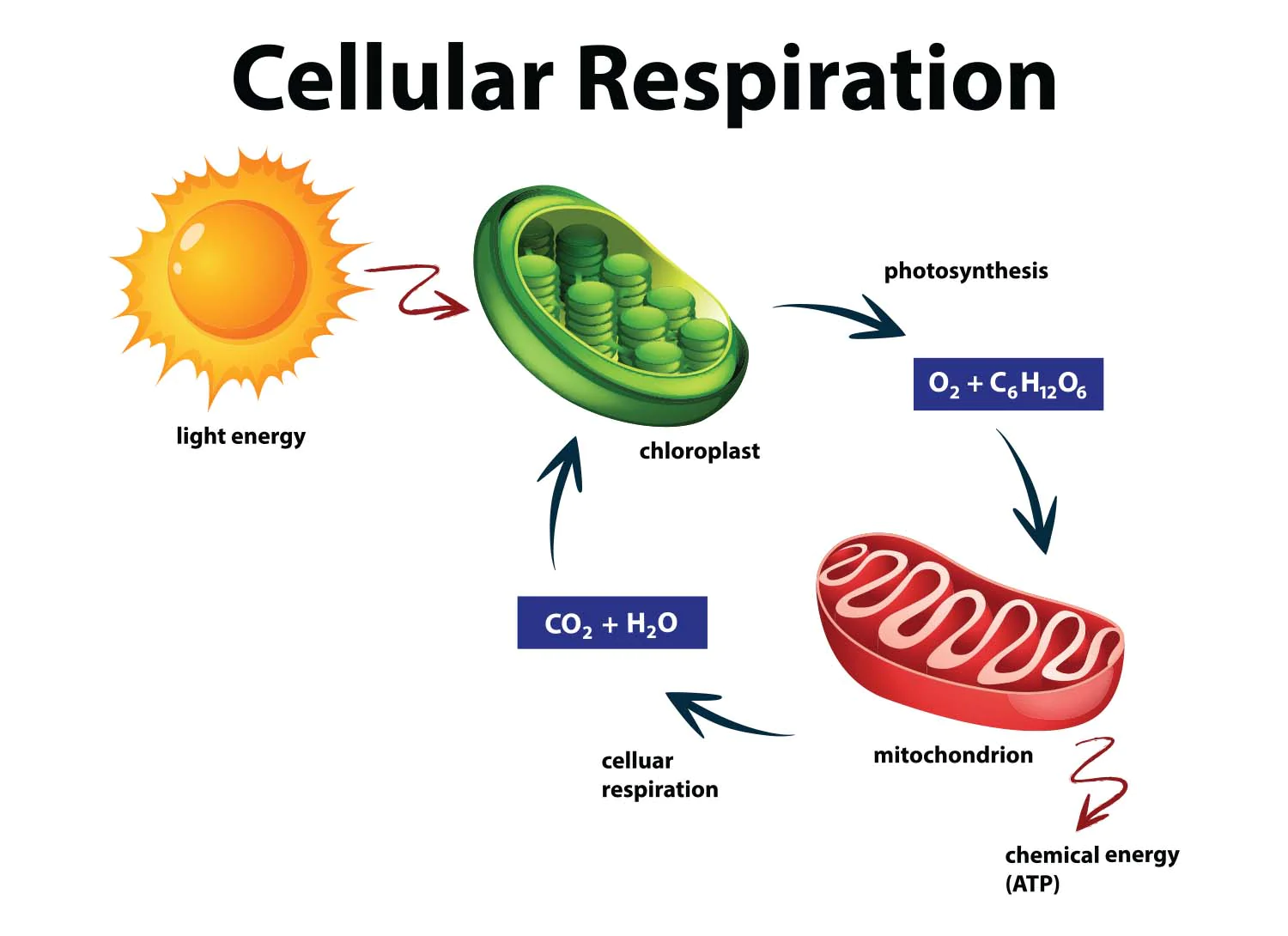 12-fascinating-facts-about-cell-respiration