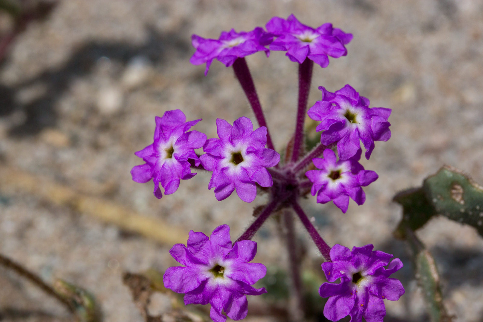 12-fascinating-facts-about-sand-verbena