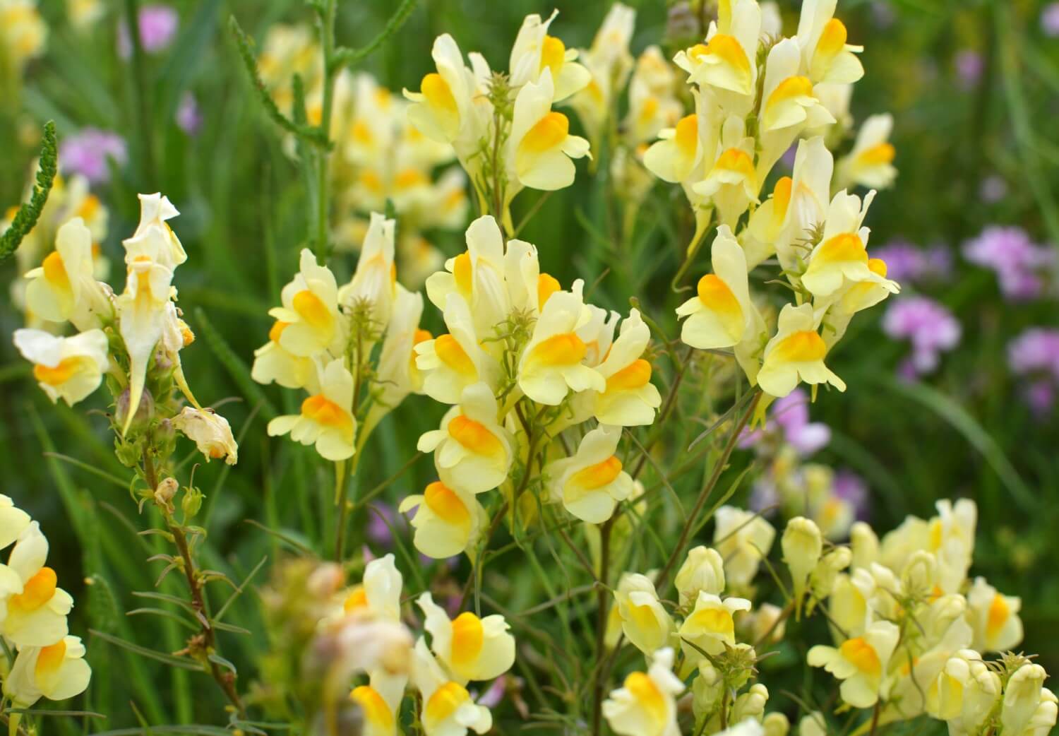 12-fascinating-facts-about-toadflax
