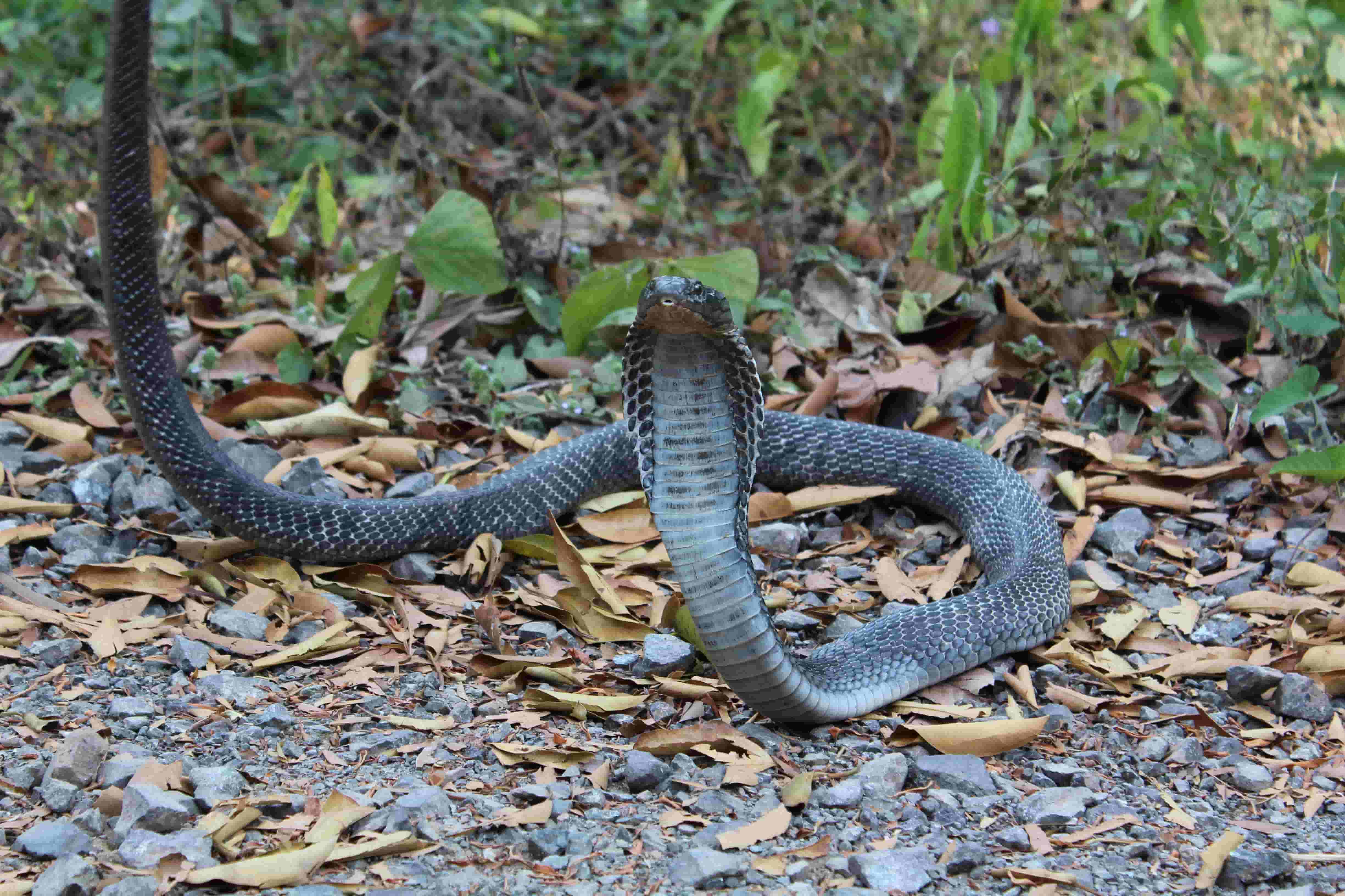 12-intriguing-facts-about-andaman-cobra