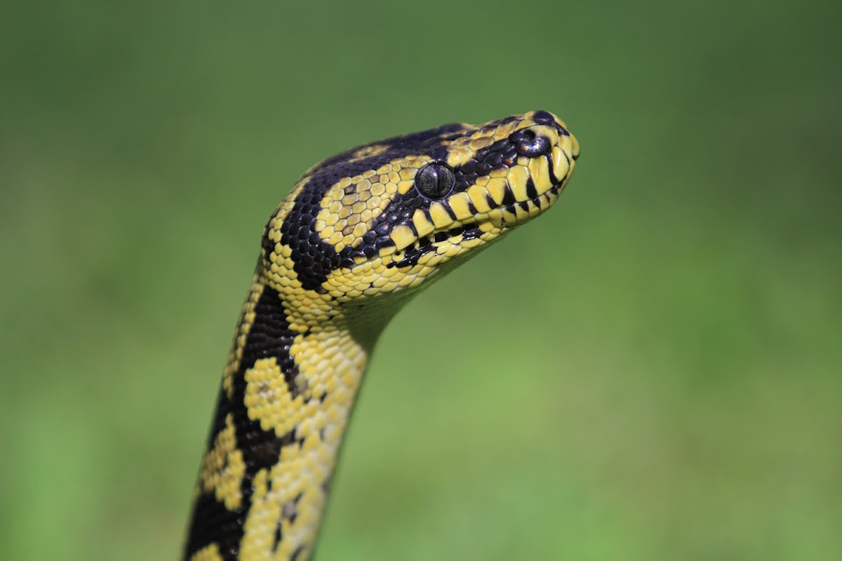 12 Intriguing Facts About Carpet Python Net