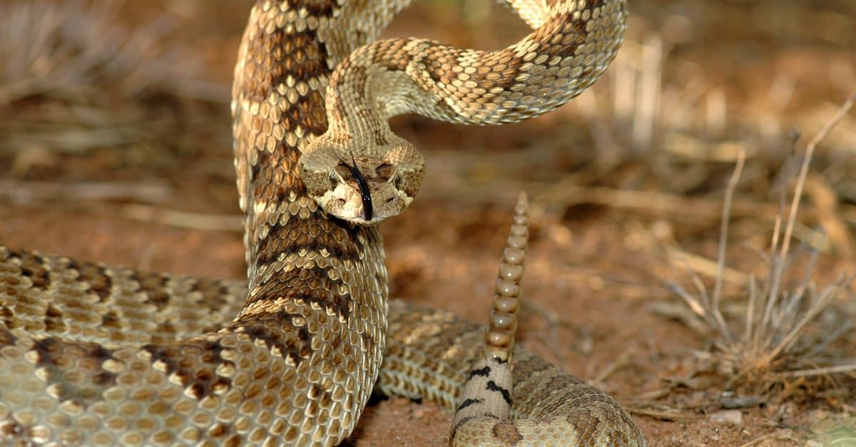 12-intriguing-facts-about-mojave-rattlesnake