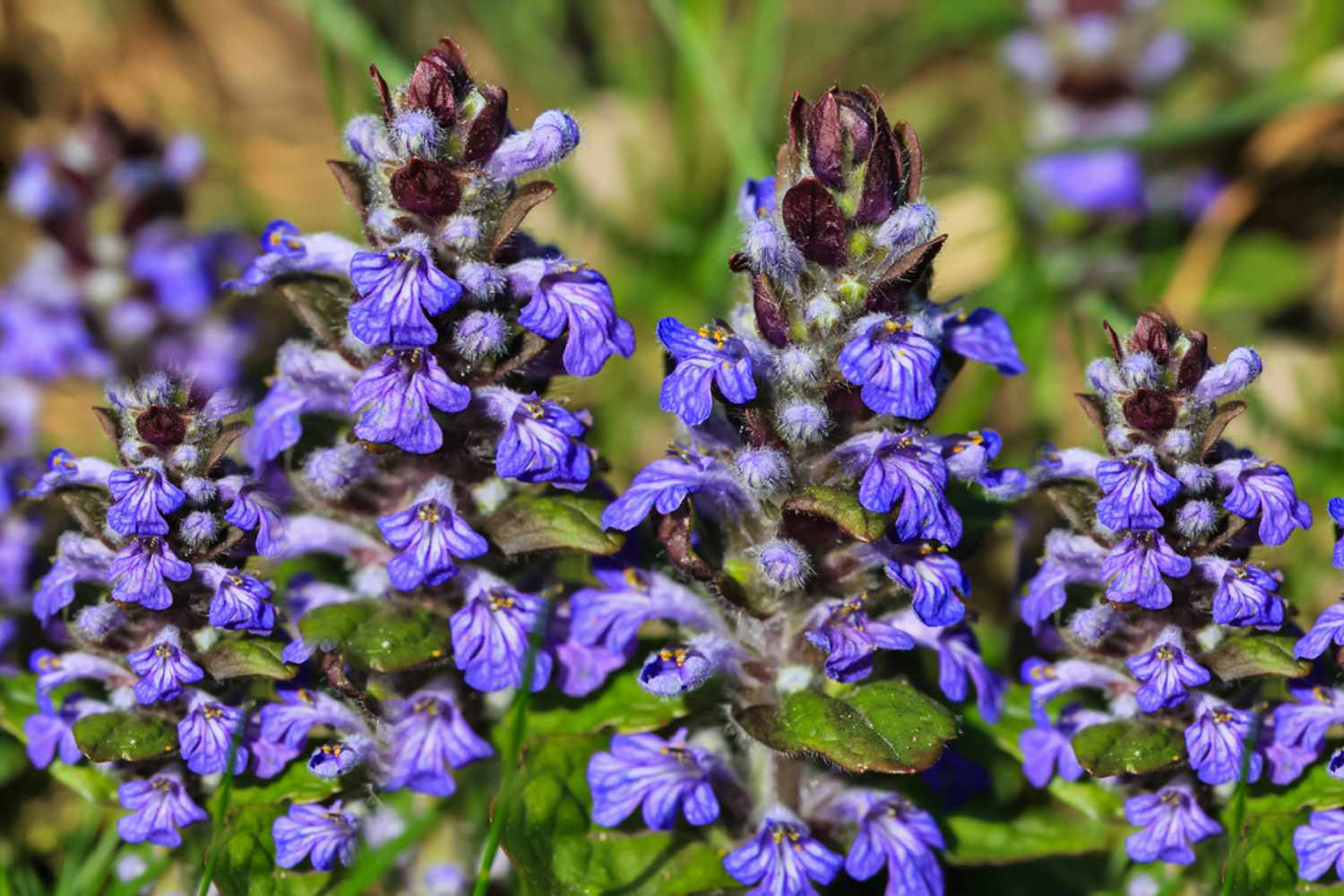 12-mind-blowing-facts-about-bugleweed