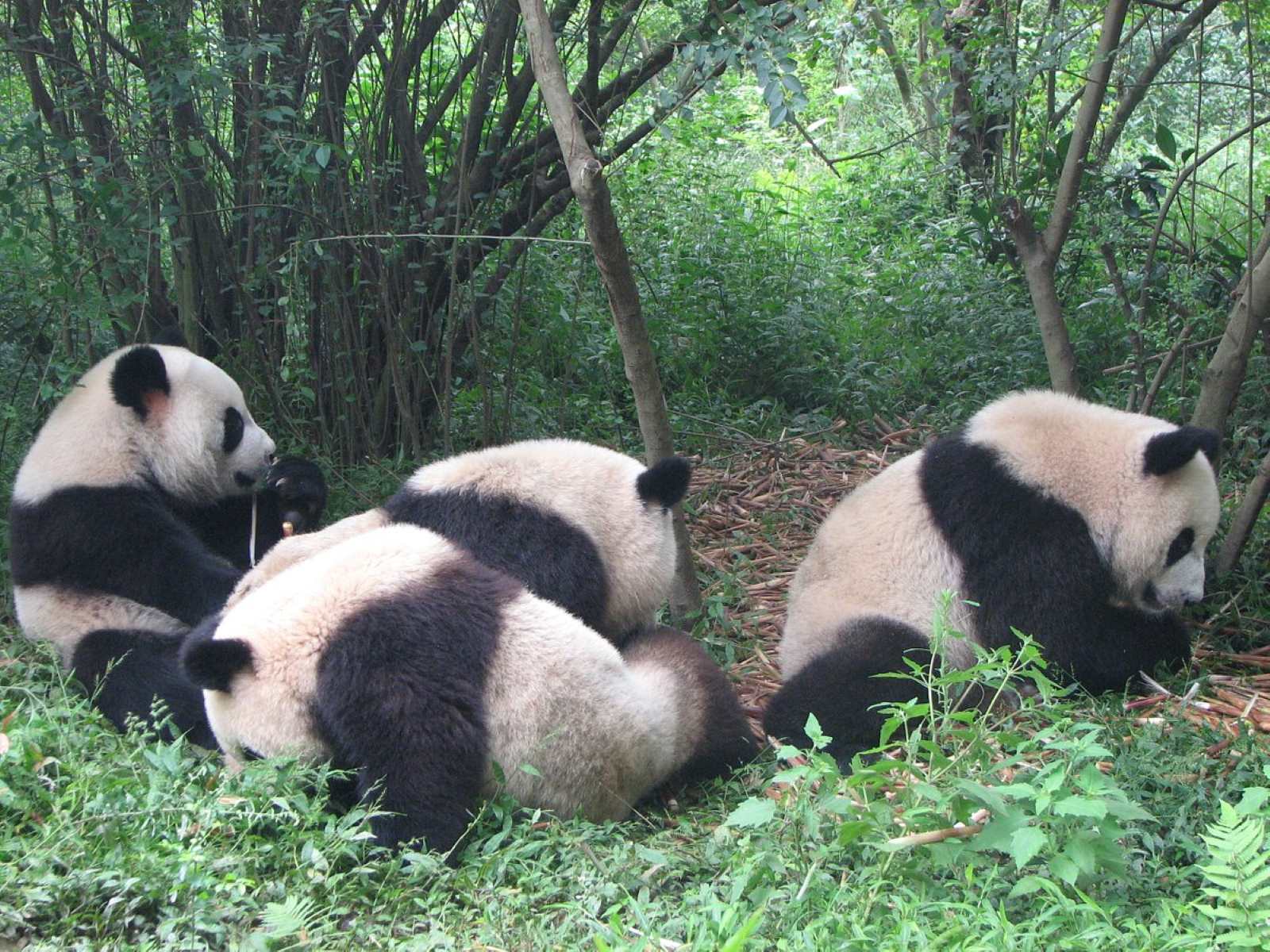 12-mind-blowing-facts-about-chengdu-zoo