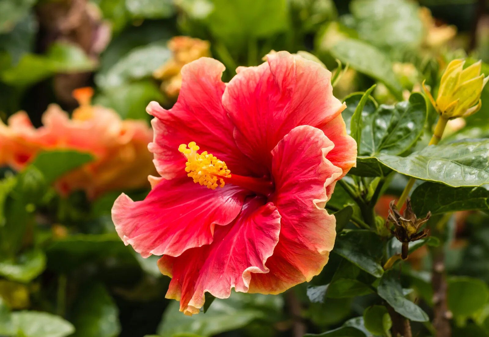 12-mind-blowing-facts-about-chinese-hibiscus