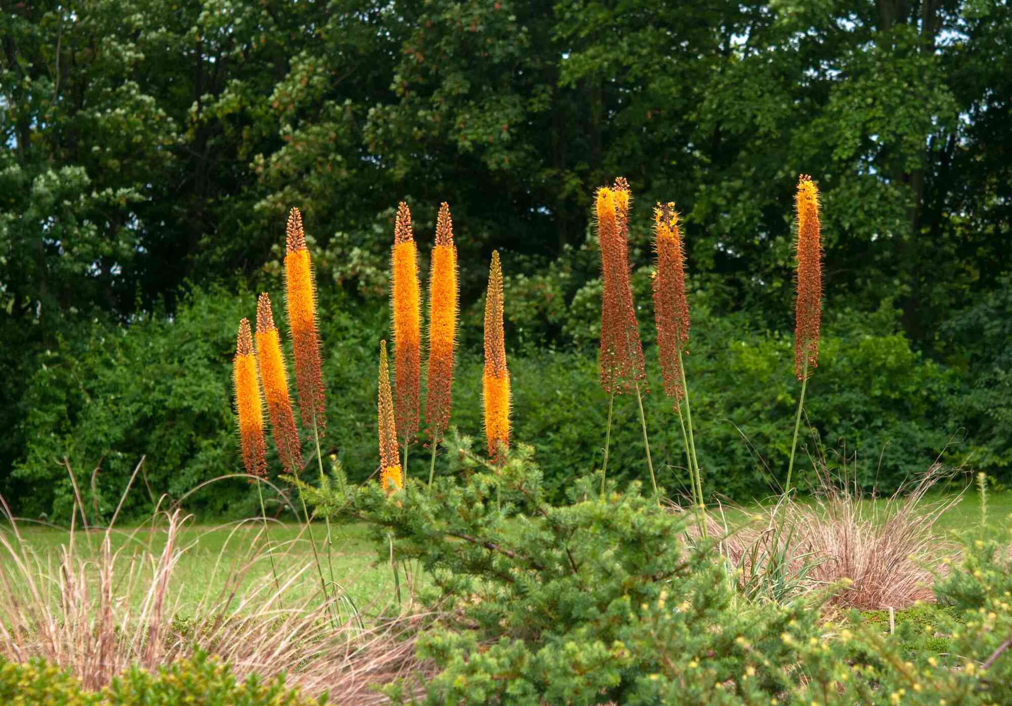 12-mind-blowing-facts-about-foxtail-lily