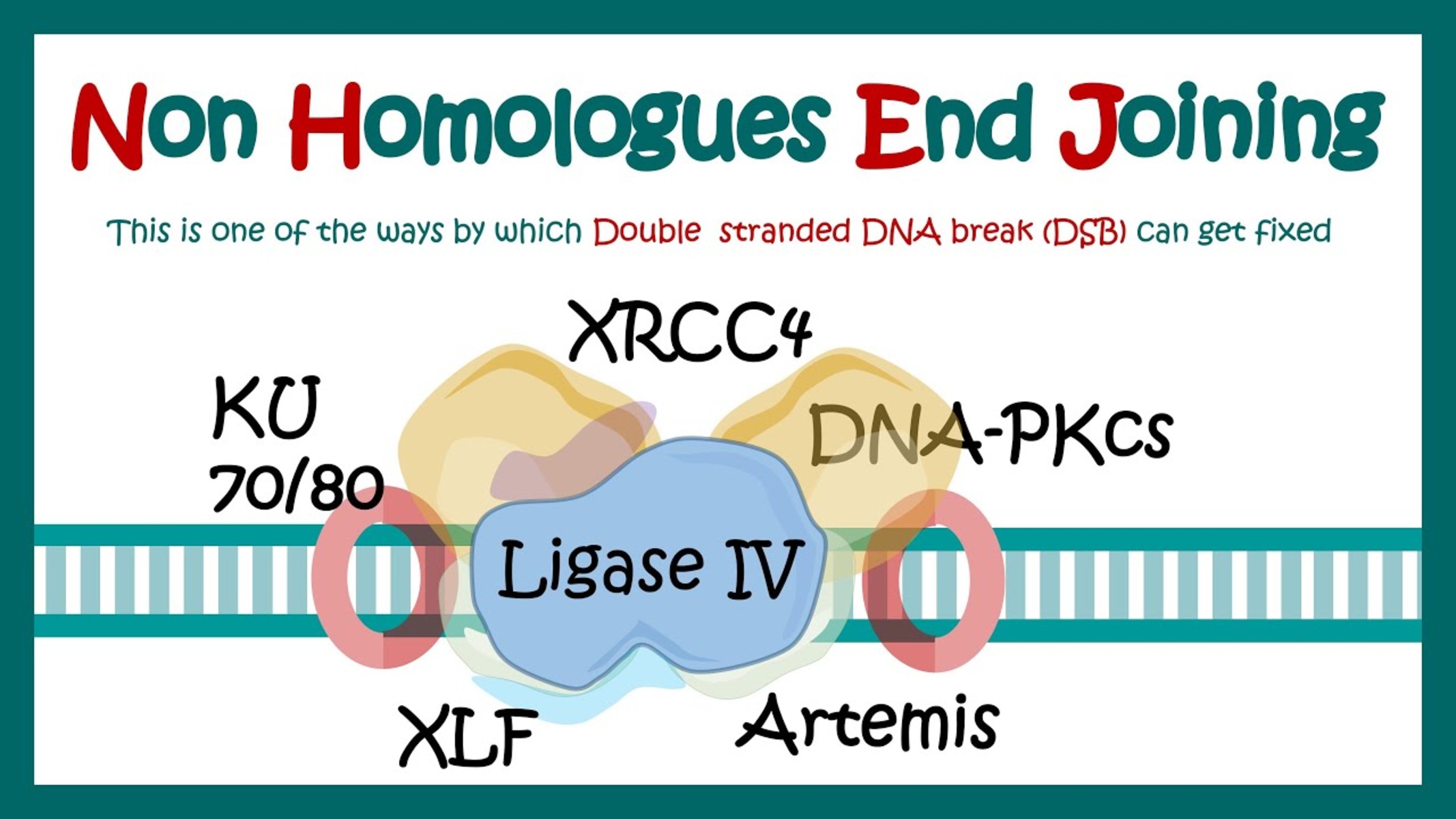 12 Mind-Blowing Facts About Non-Homologous End Joining (Nhej) - Facts.net