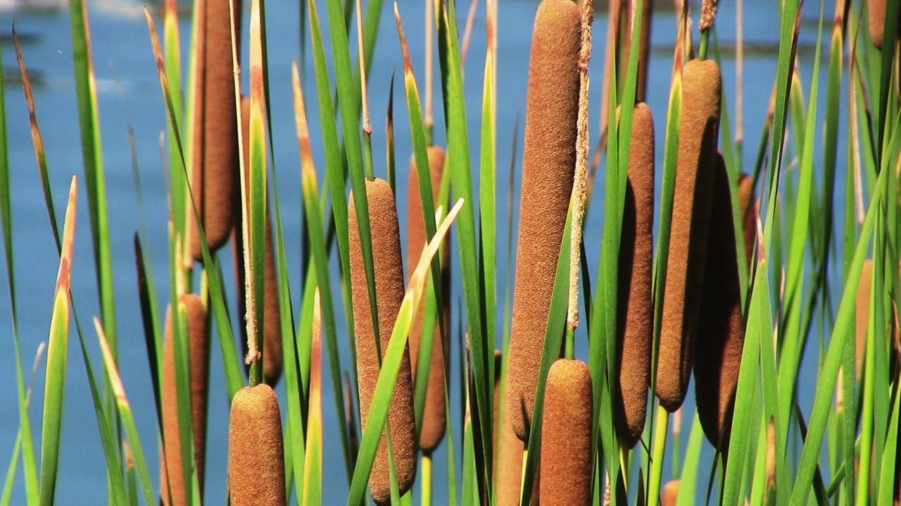 12-surprising-facts-about-cattail