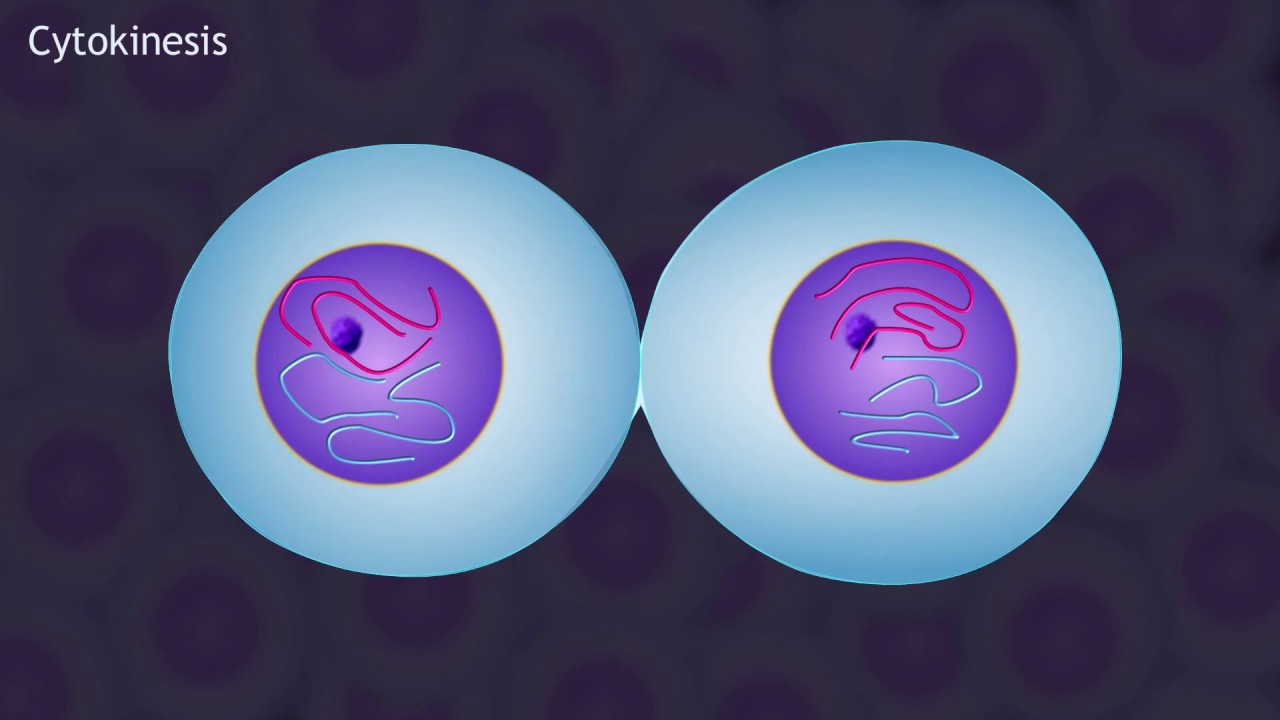 12-surprising-facts-about-cytokinesis