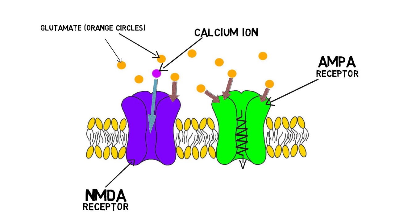 12-surprising-facts-about-long-term-potentiation-ltp