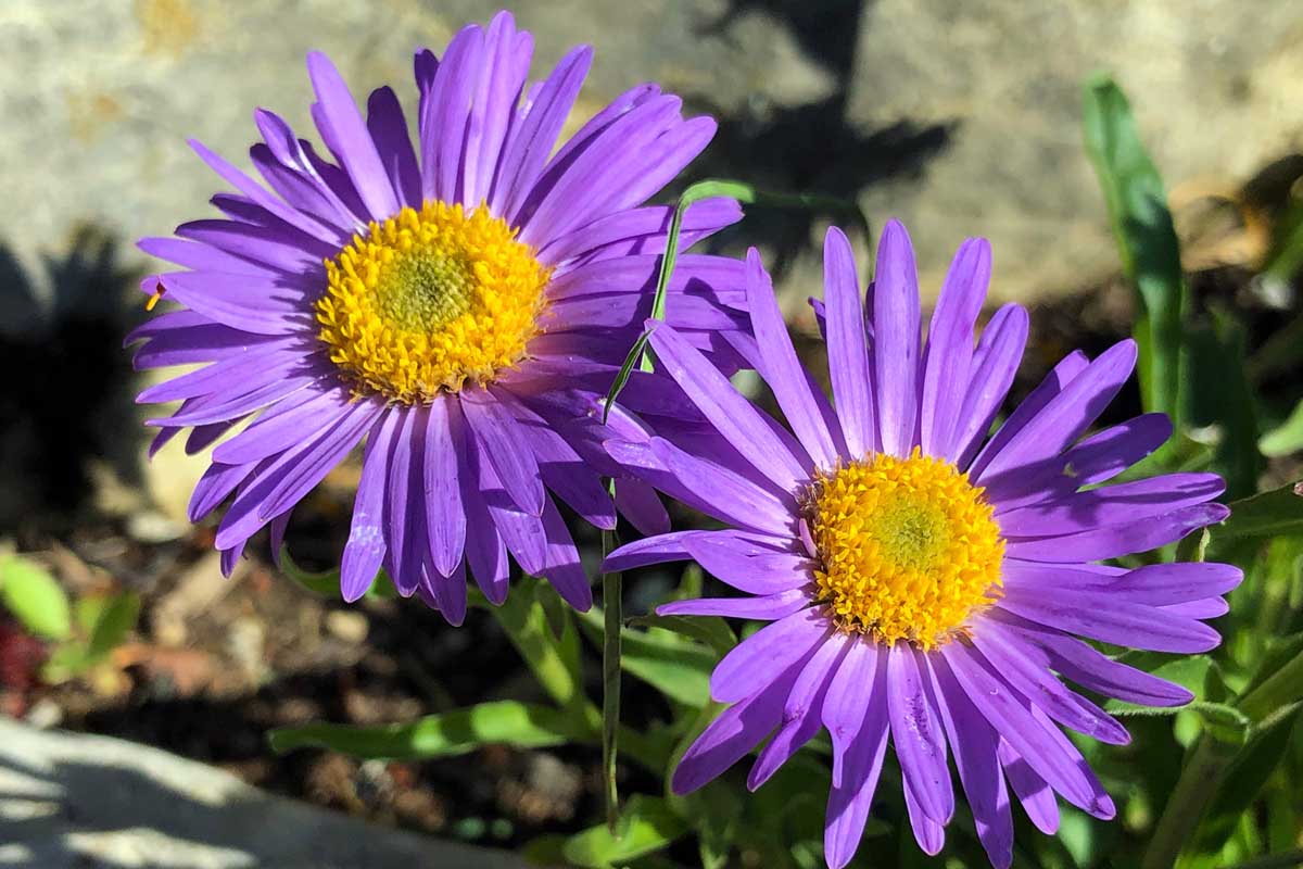 12-surprising-facts-about-new-england-aster