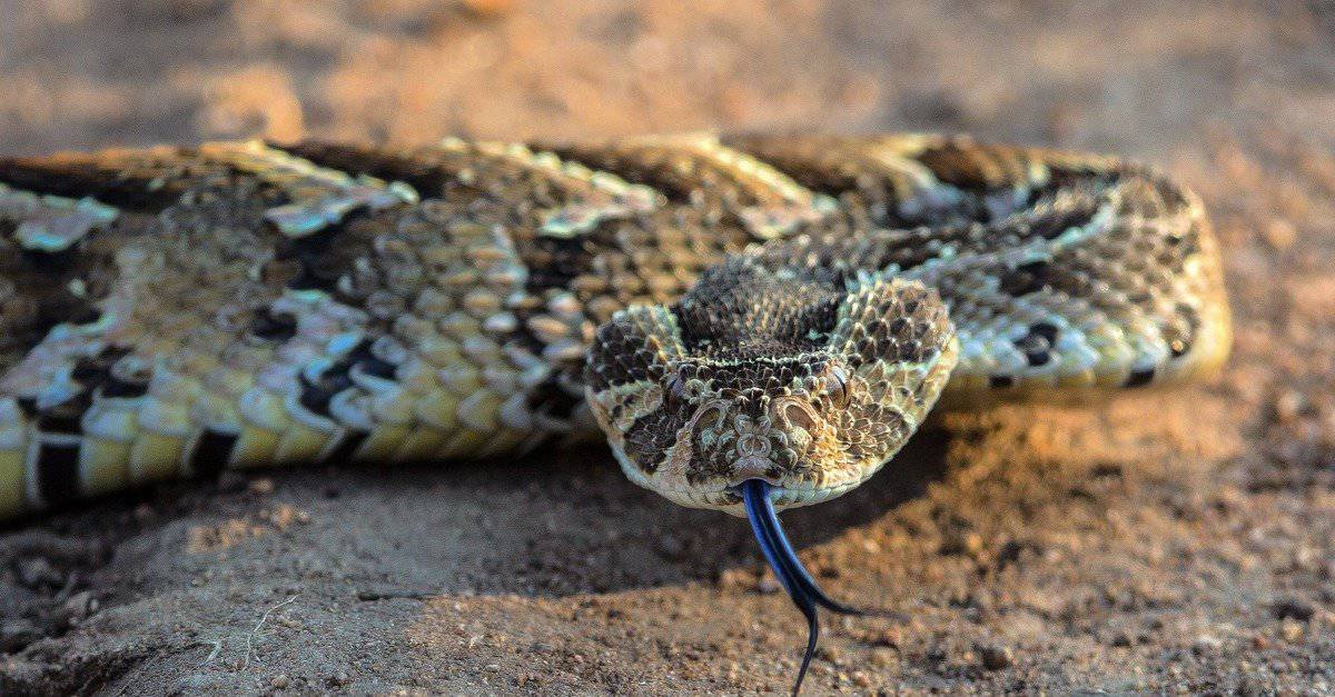 12-surprising-facts-about-puff-adder