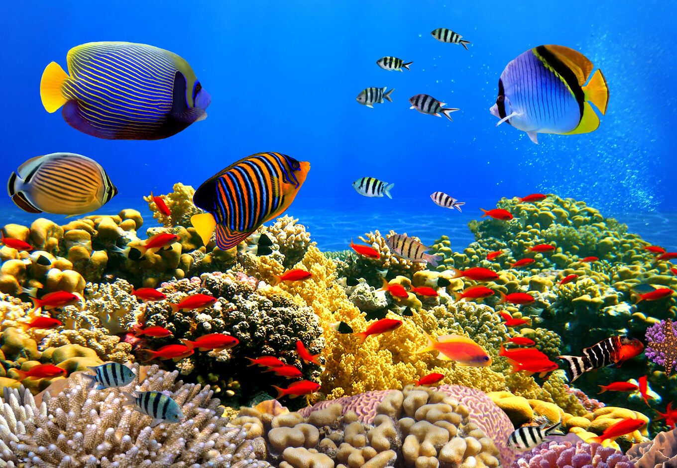 12-surprising-facts-about-red-sea-coral-reef