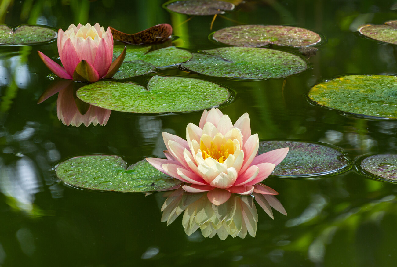 12-surprising-facts-about-water-lily