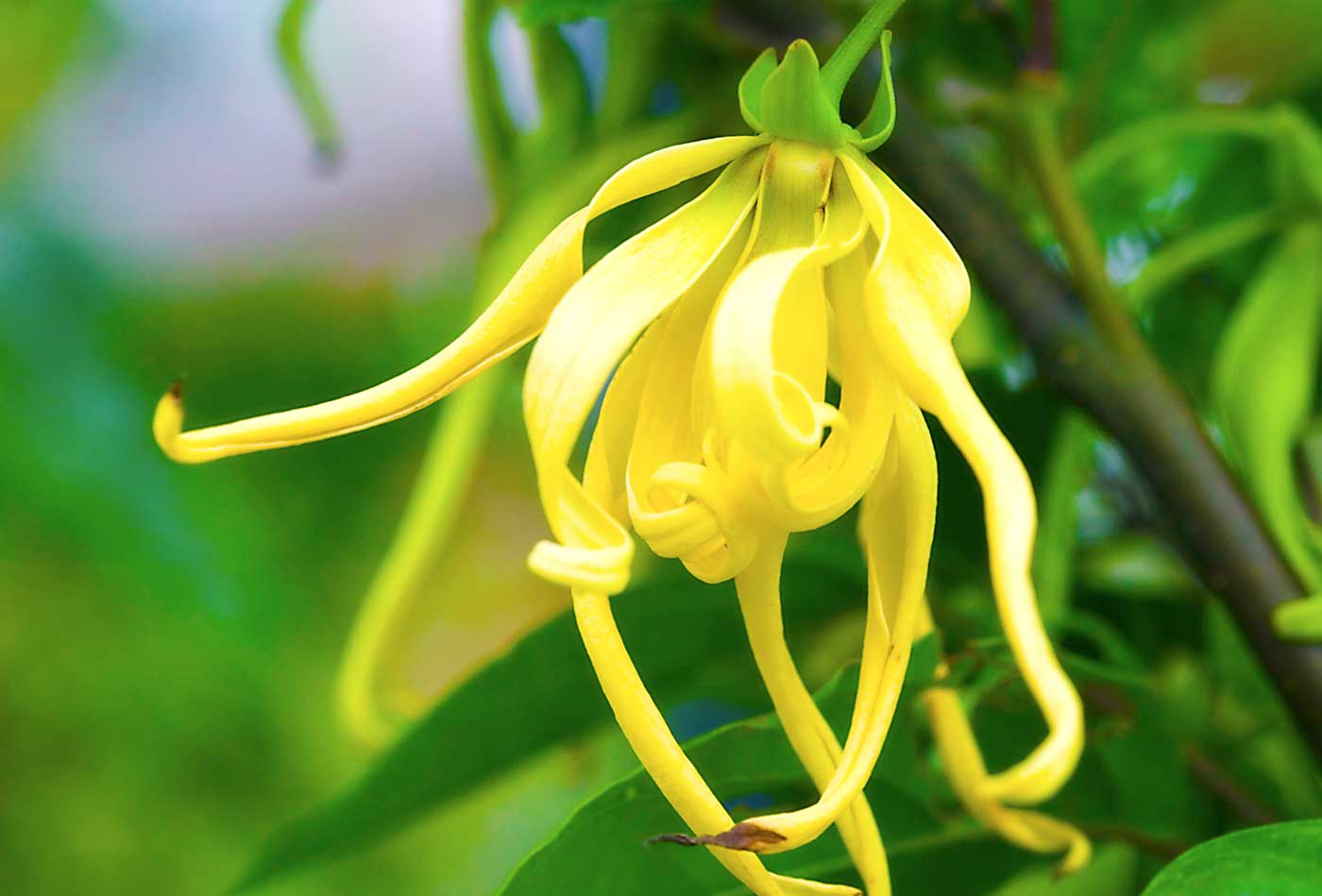 12-unbelievable-facts-about-ylang-ylang