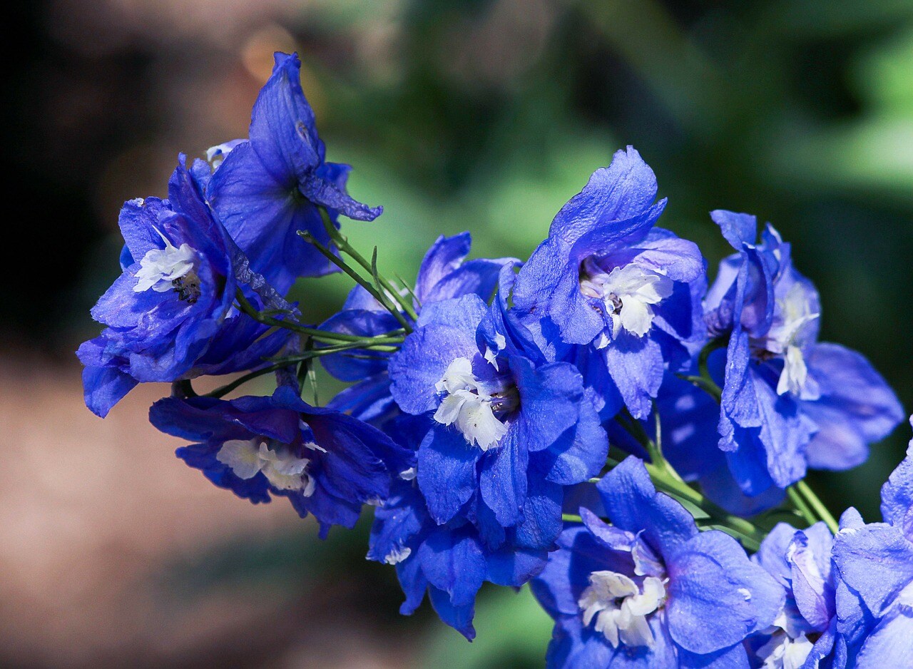 13-astonishing-facts-about-delphinium
