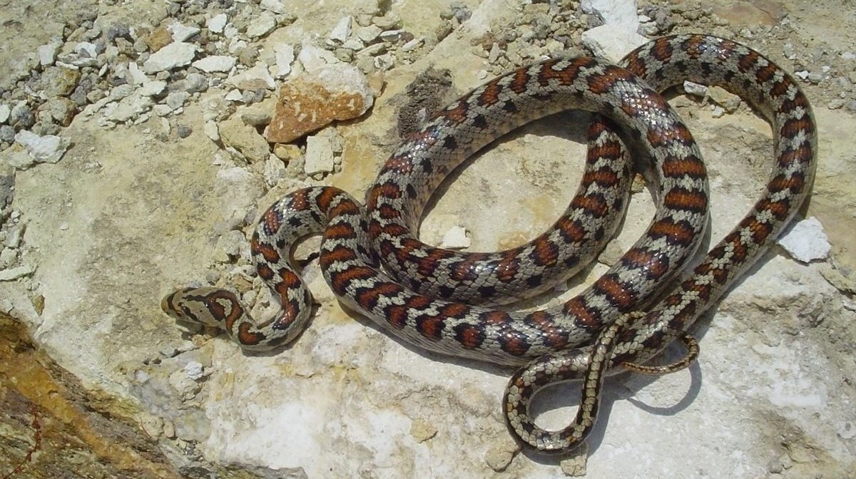 13-astonishing-facts-about-european-rat-snake
