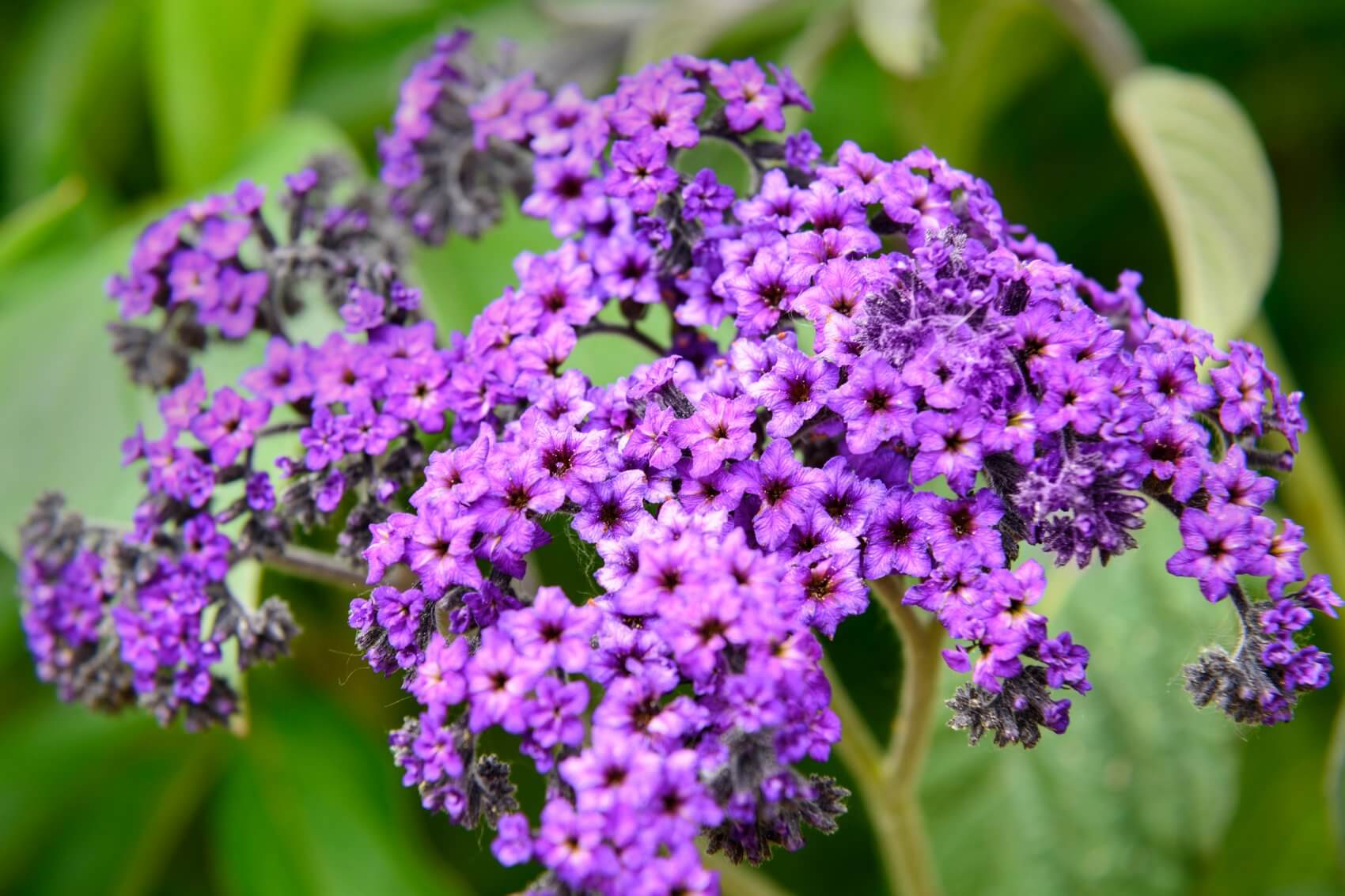 13-astonishing-facts-about-heliotrope