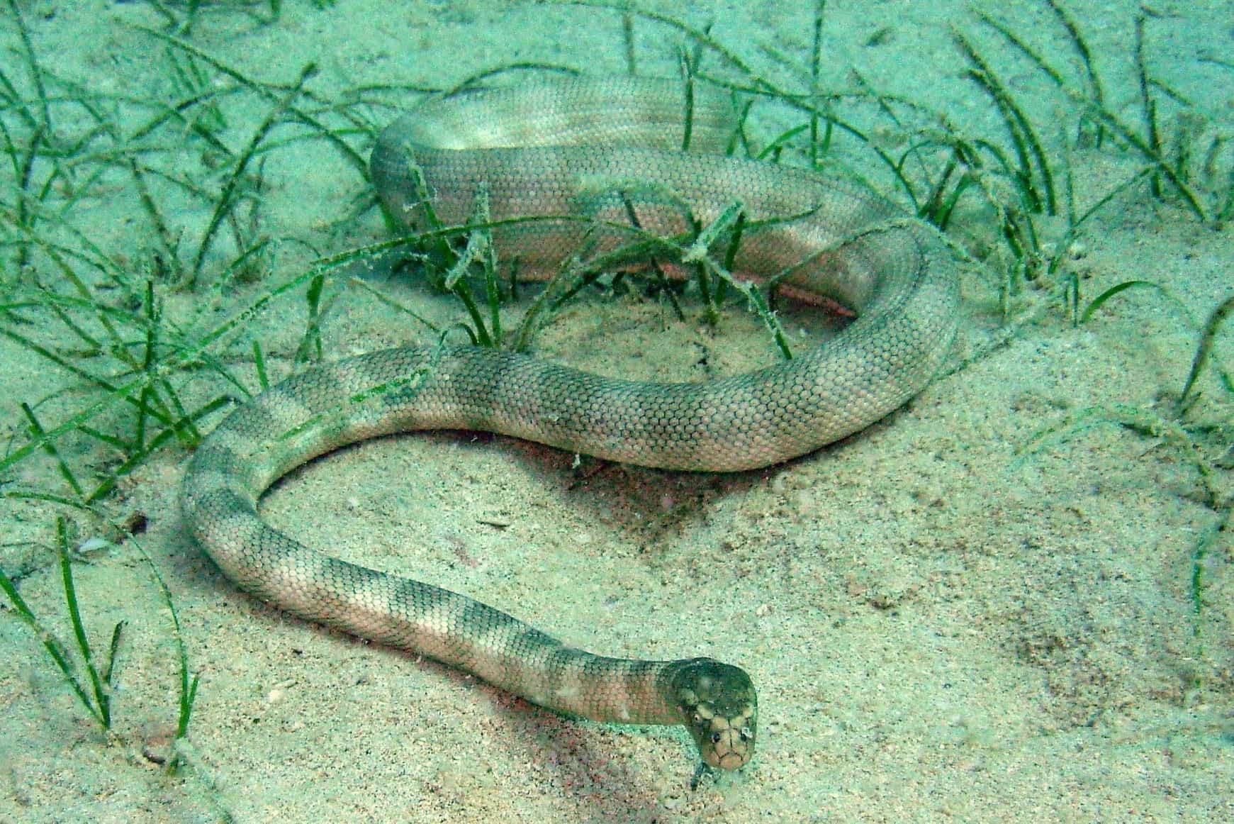13-astonishing-facts-about-persian-gulf-sea-snake