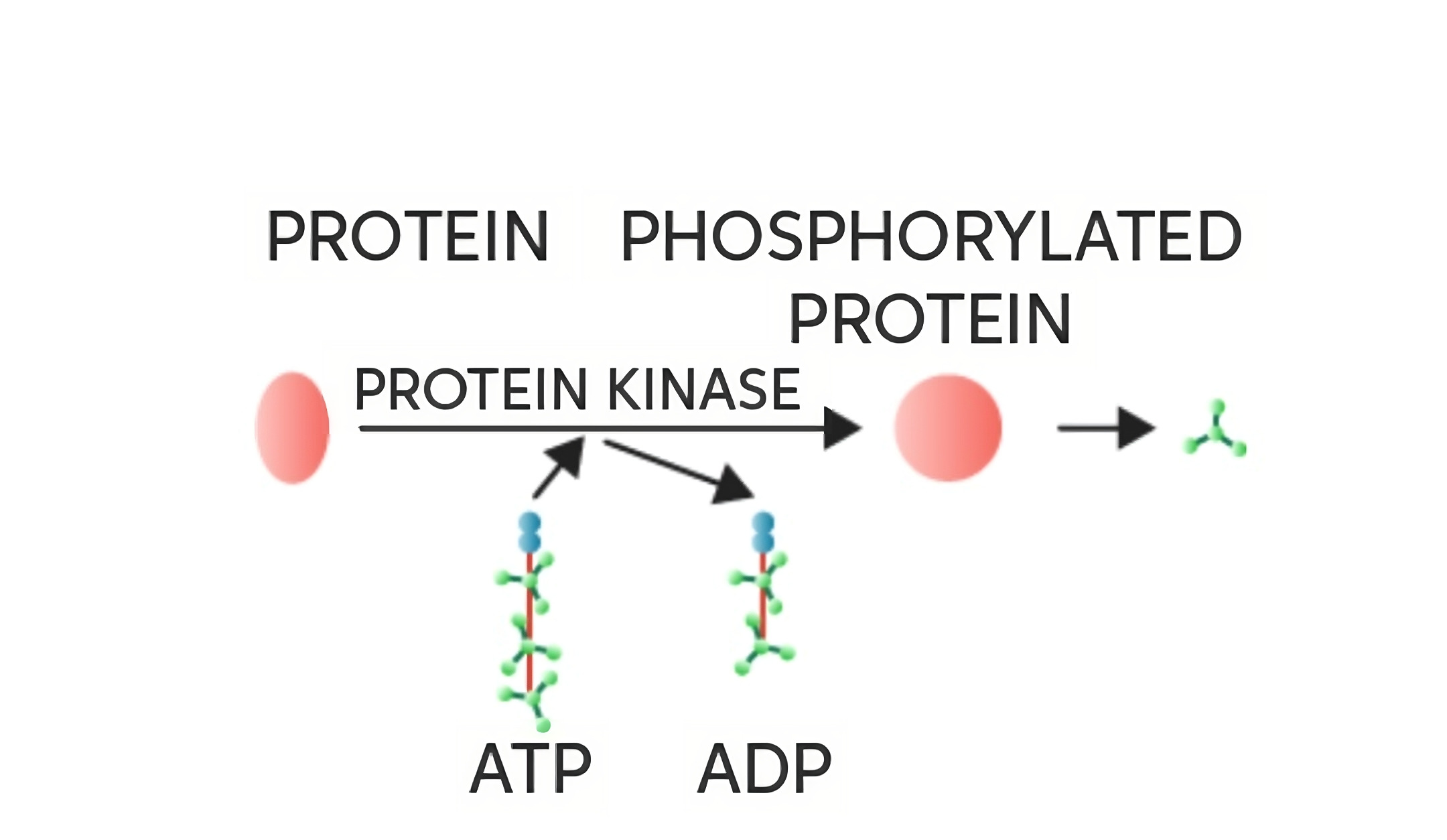 13-astonishing-facts-about-protein-phosphorylation